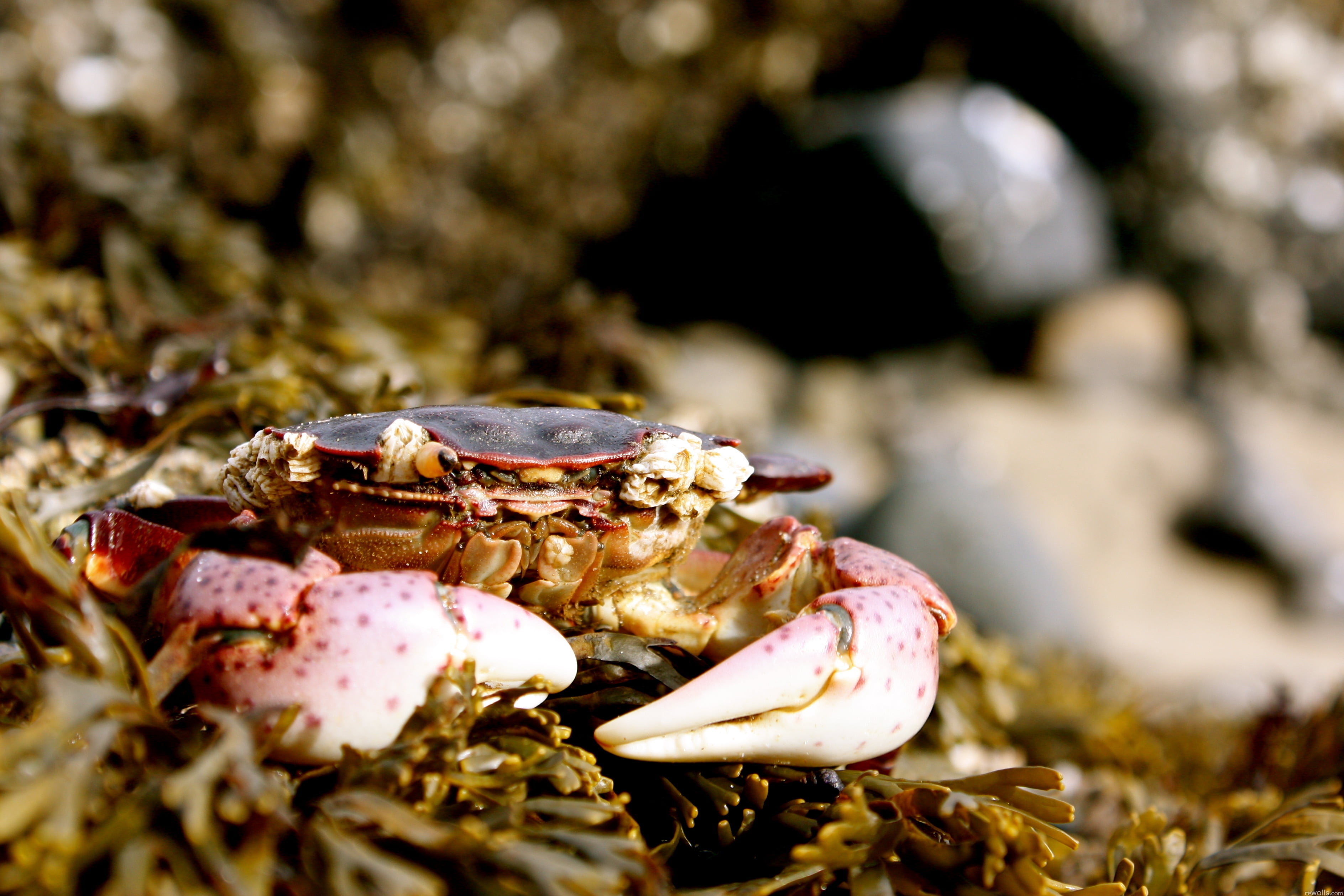 claws, beach, animal themes, island, animal wildlife, water, wildlife, shell, pacific Ocean, close-up, animal Shell, 2K, nature, selective focus, animals in the wild, HD Wallpaper