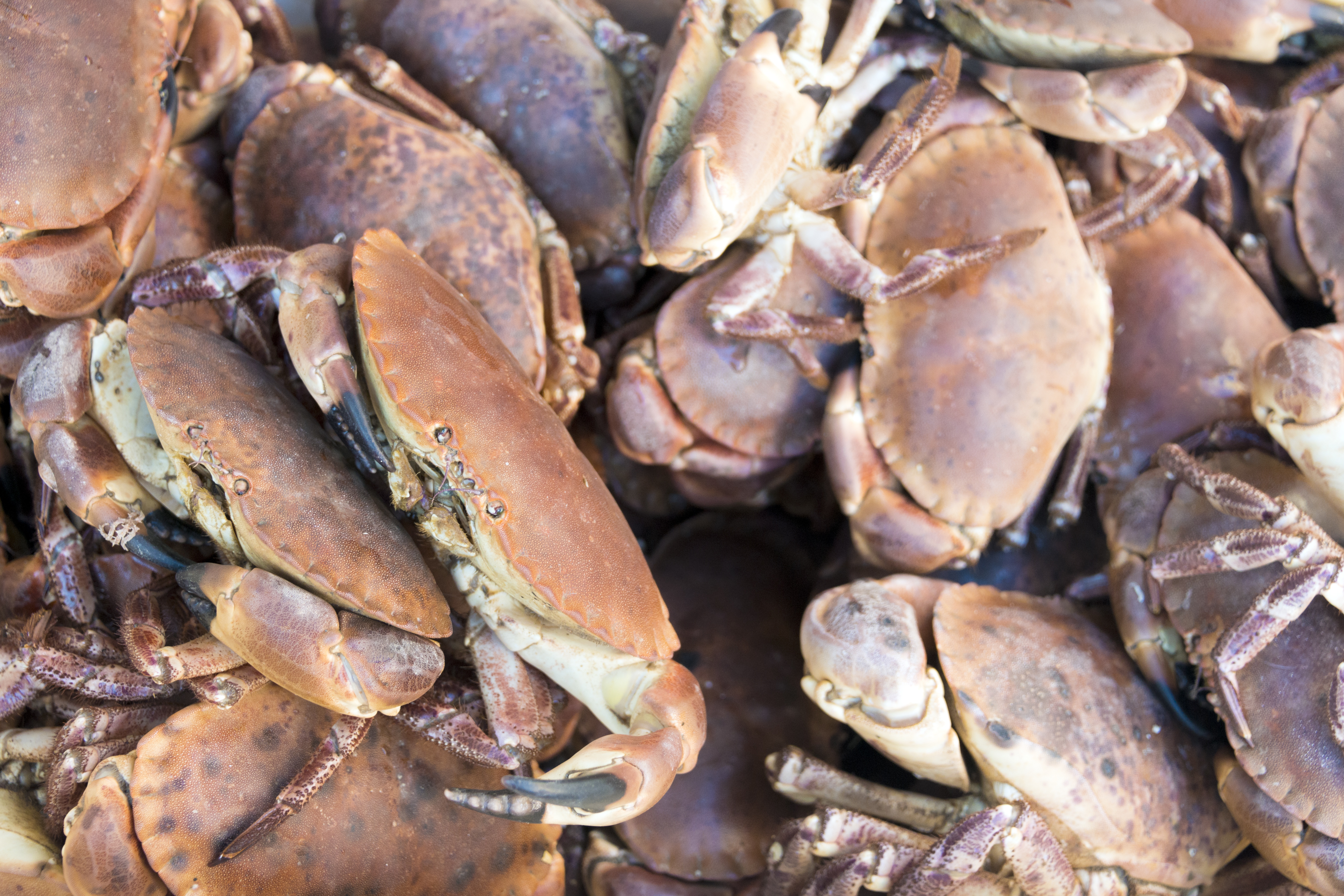no people, retail, fish, fish market, food and drink, crustacean, sale, fishing industry, large group of objects, sea, seafood, close-up, abundance, lobster, HD Wallpaper