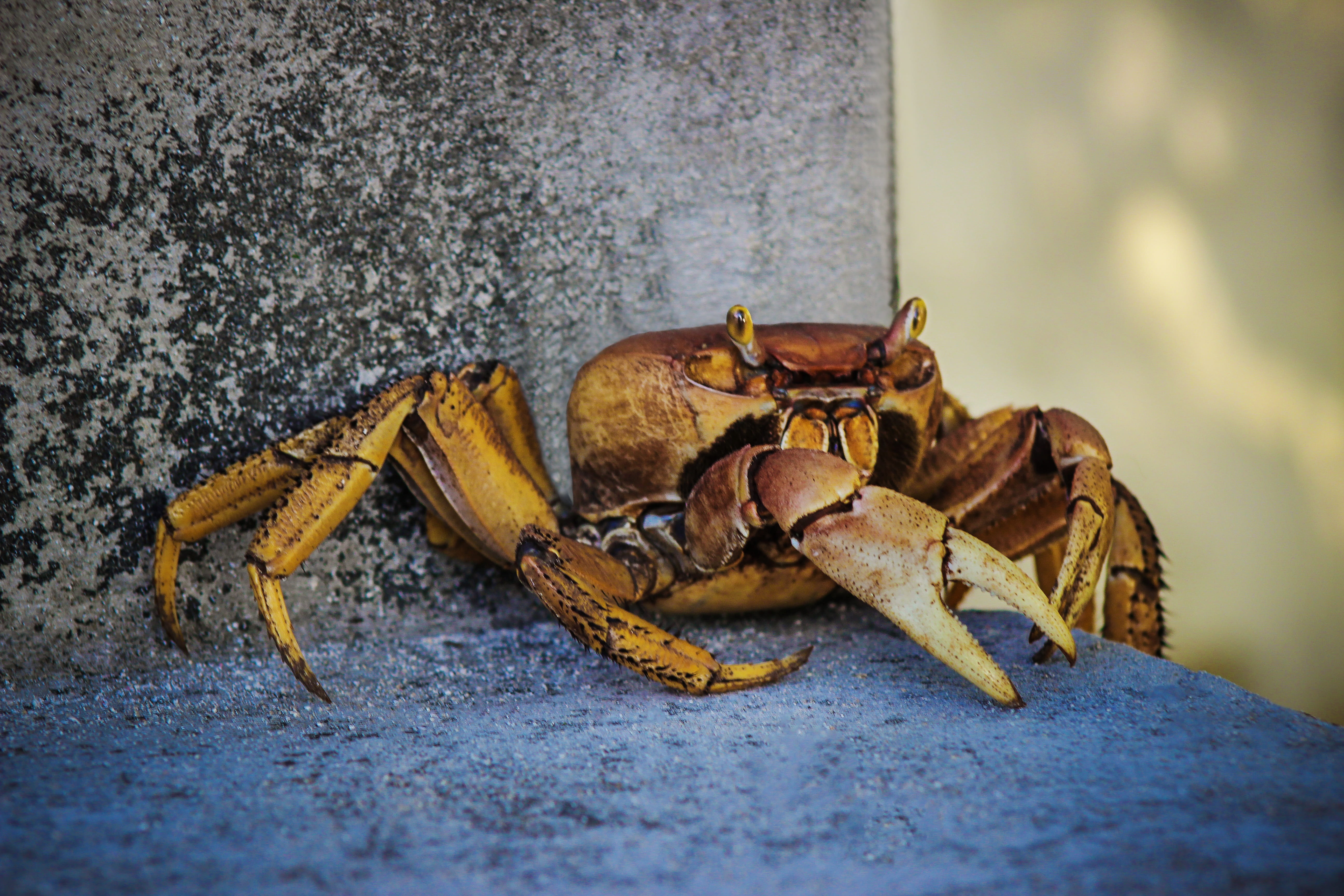 no people, full length, Crab, Animal, sea life, one animal, zoology, sea, wall - building feature, day, crustacean, caribbean, Nature, seafood, animals in the wild, HD Wallpaper