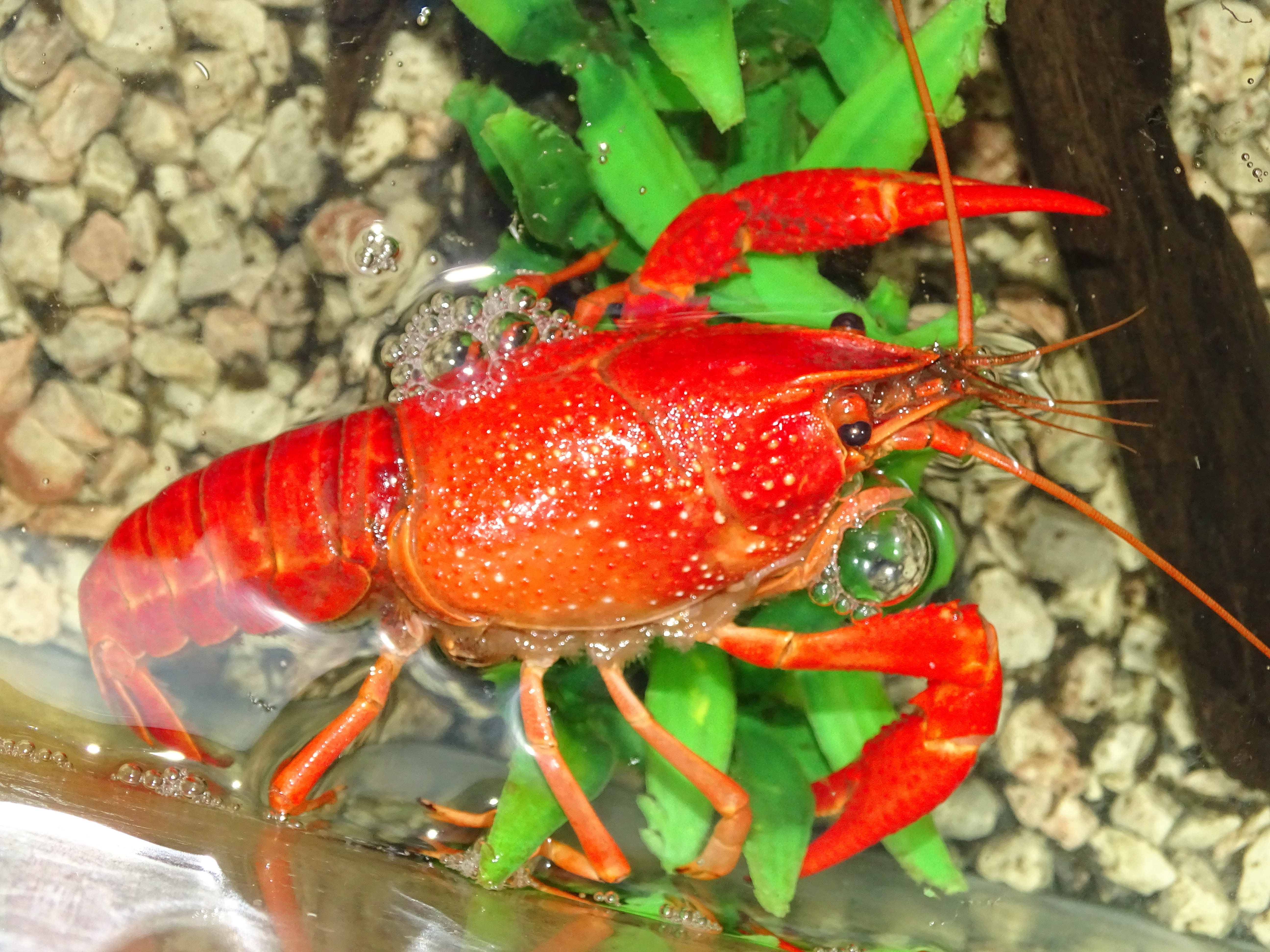 nature, green color, 5K, animal themes, close-up, outdoors, animals in the wild, one animal, crustacean, crayfish, day, animal, rak red, protected, detail, HD Wallpaper