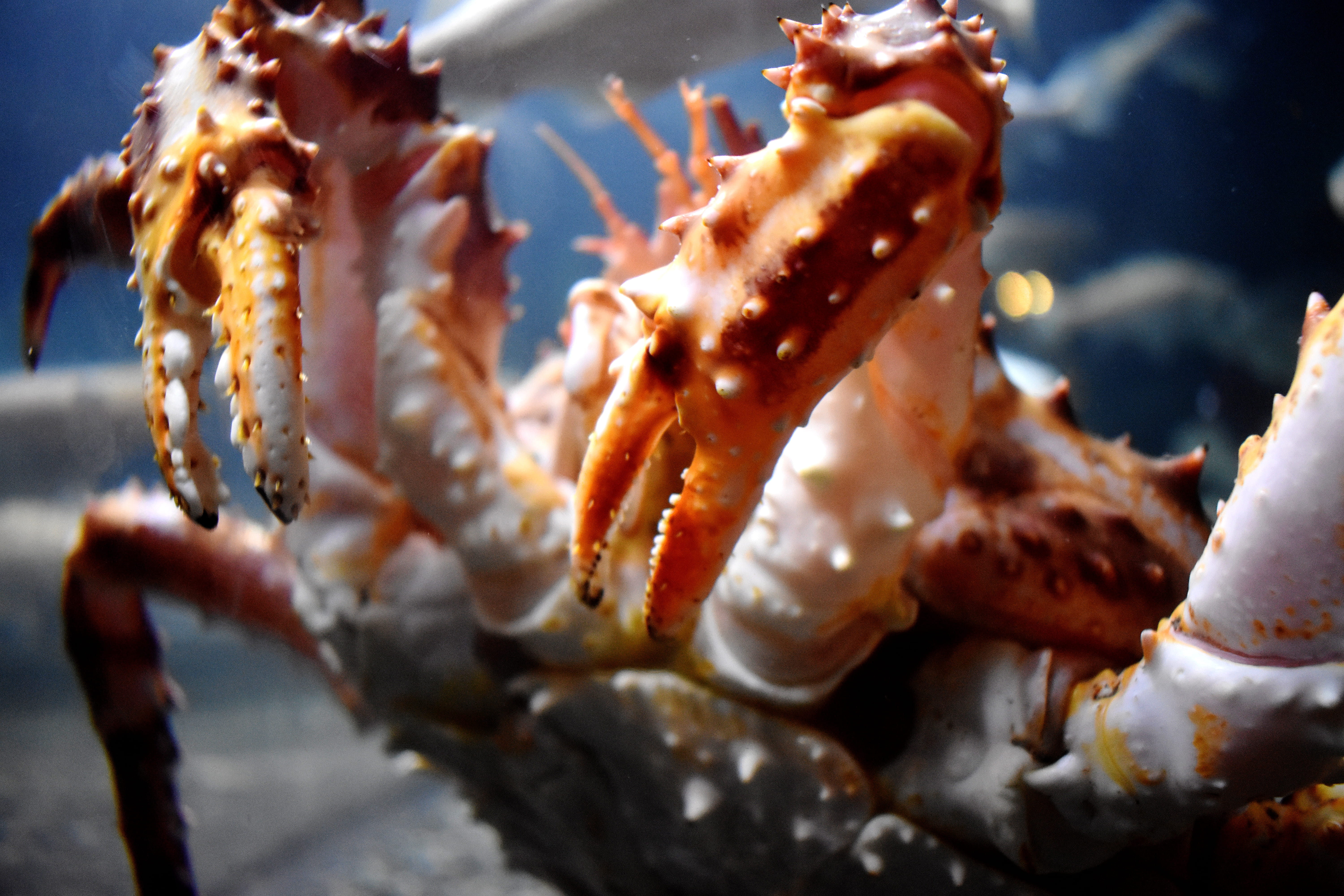 united states, animals in the wild, 5K, indoors, sea life, animal, crab, freshness, close-up, animal wildlife, marine, animal themes, king crab, seafood, HD Wallpaper