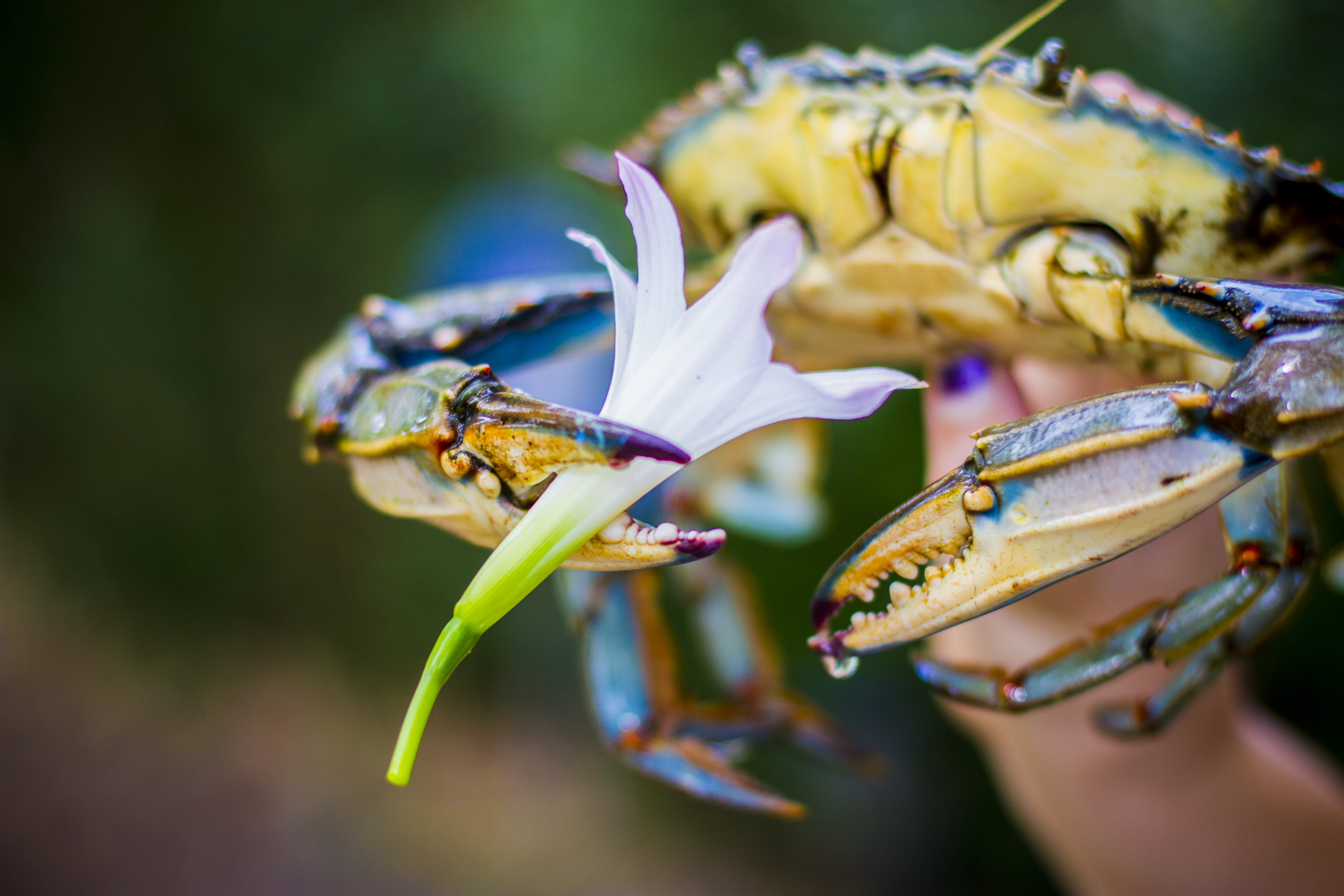 food, insect, invertebrate, human, person, screen, holding, electronics, 5K, day, nature, focus on foreground, group of animals, selective focus, animal wildlife, HD Wallpaper