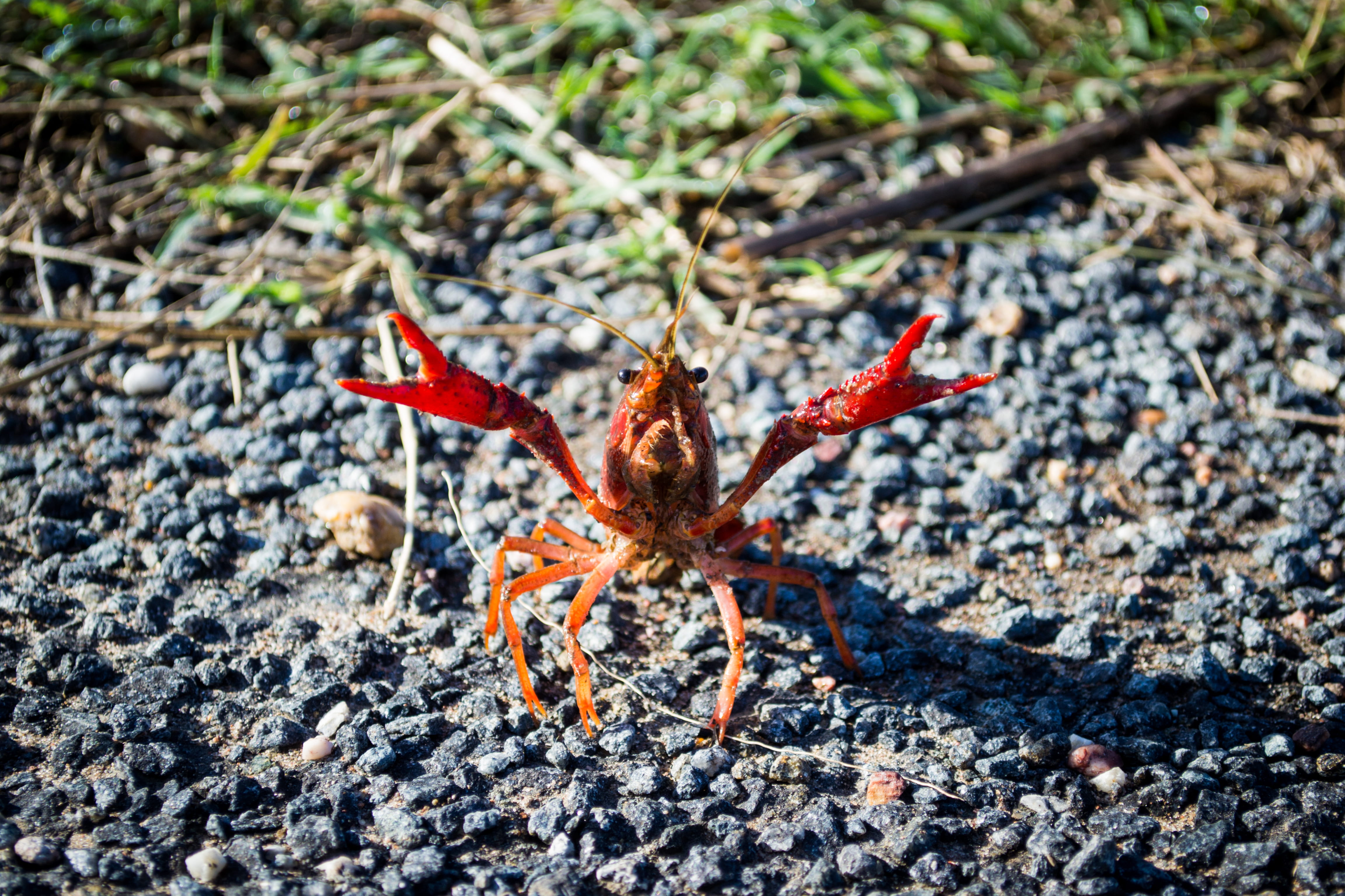 one animal, 4K, selective focus, invertebrate, no people, land, clam, food, gravel, focus on foreground, marine, asphalt, crab, rock, king crab, animal themes, HD Wallpaper