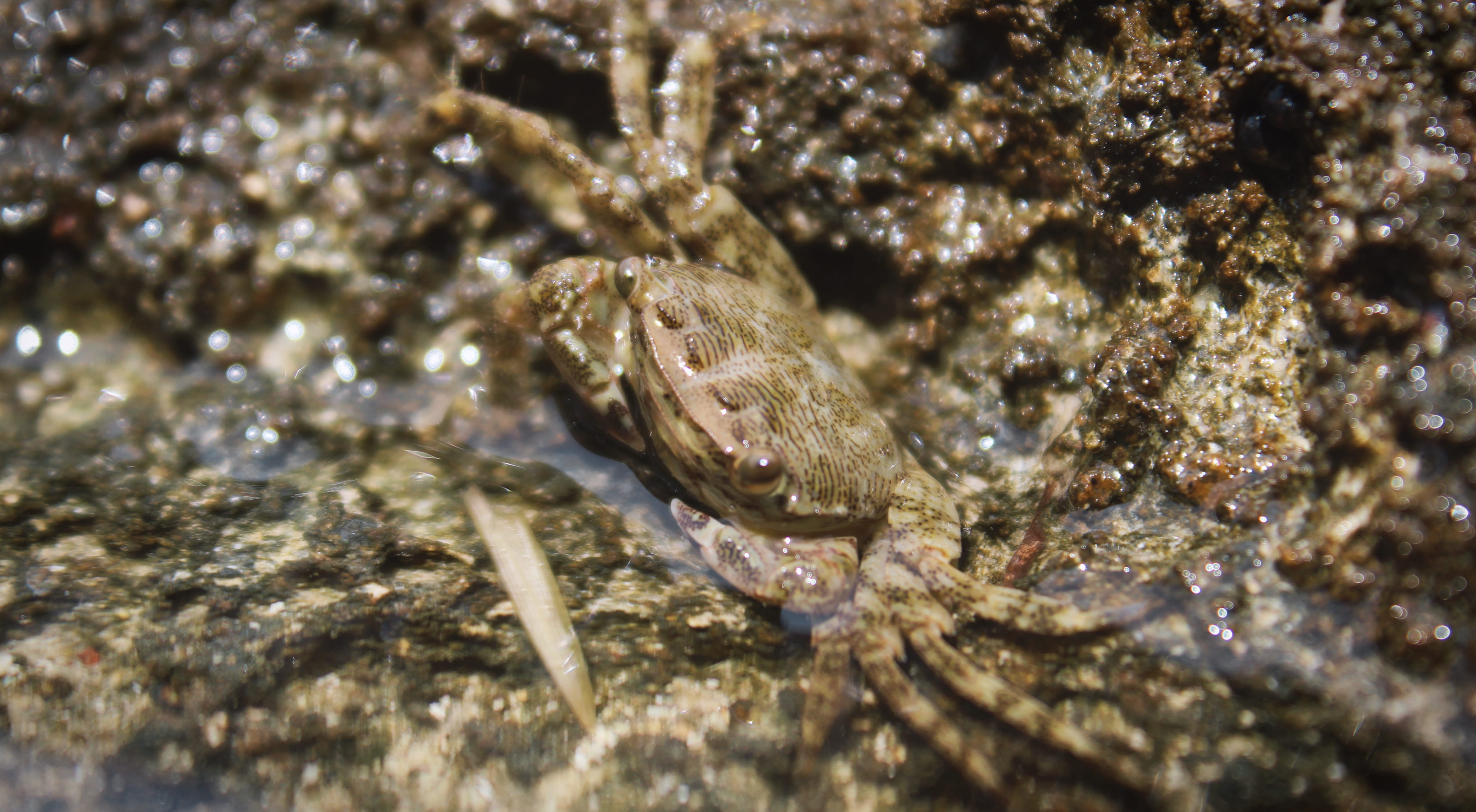 no people, vertebrate, nature, seafood, sea life, macro, spider, day, garden spider, outdoors, food, toad, close-up, crab, animals in the wild, close up, HD Wallpaper