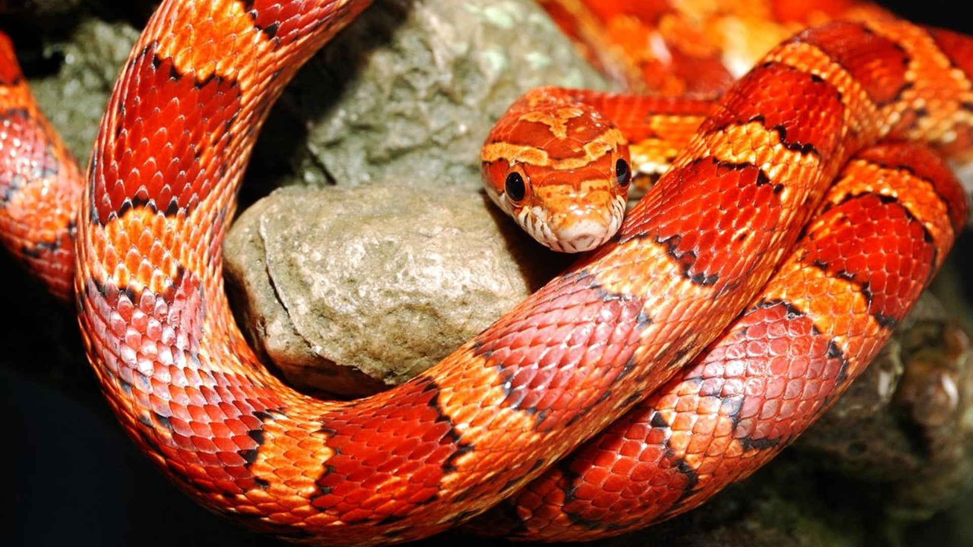 snake, curled up, animal head, 1080P, king snake, animal wildlife, focus on foreground, animals, animal, communication, one animal, pattern, vertebrate, HD Wallpaper