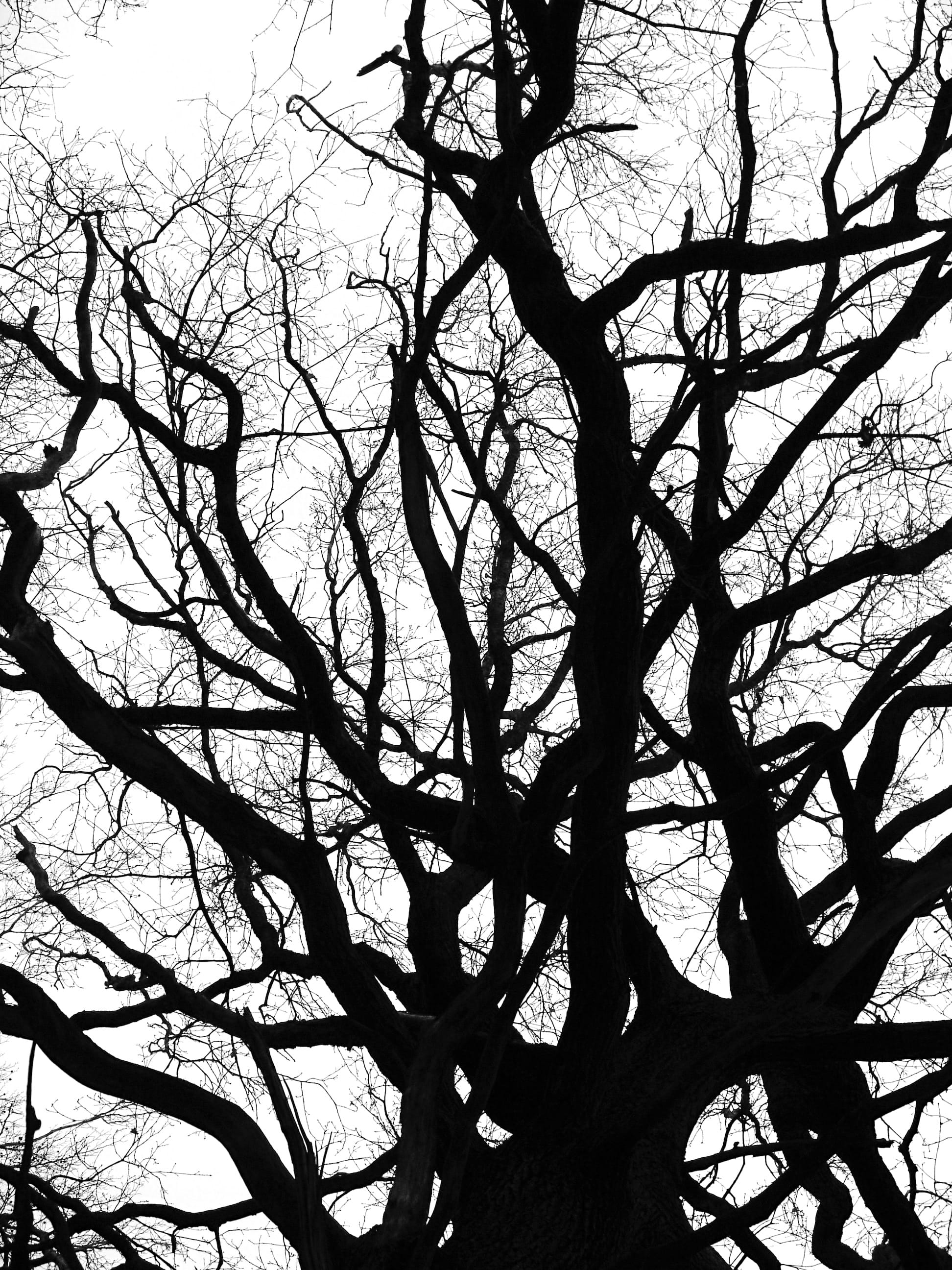 sky, bare branches, plane, tree trunk, no people, plant, trunk, growth, bare tree, branches, crotch, day, Bare, 2K, forest, tranquility, full frame, wintry, Phone HD Wallpaper