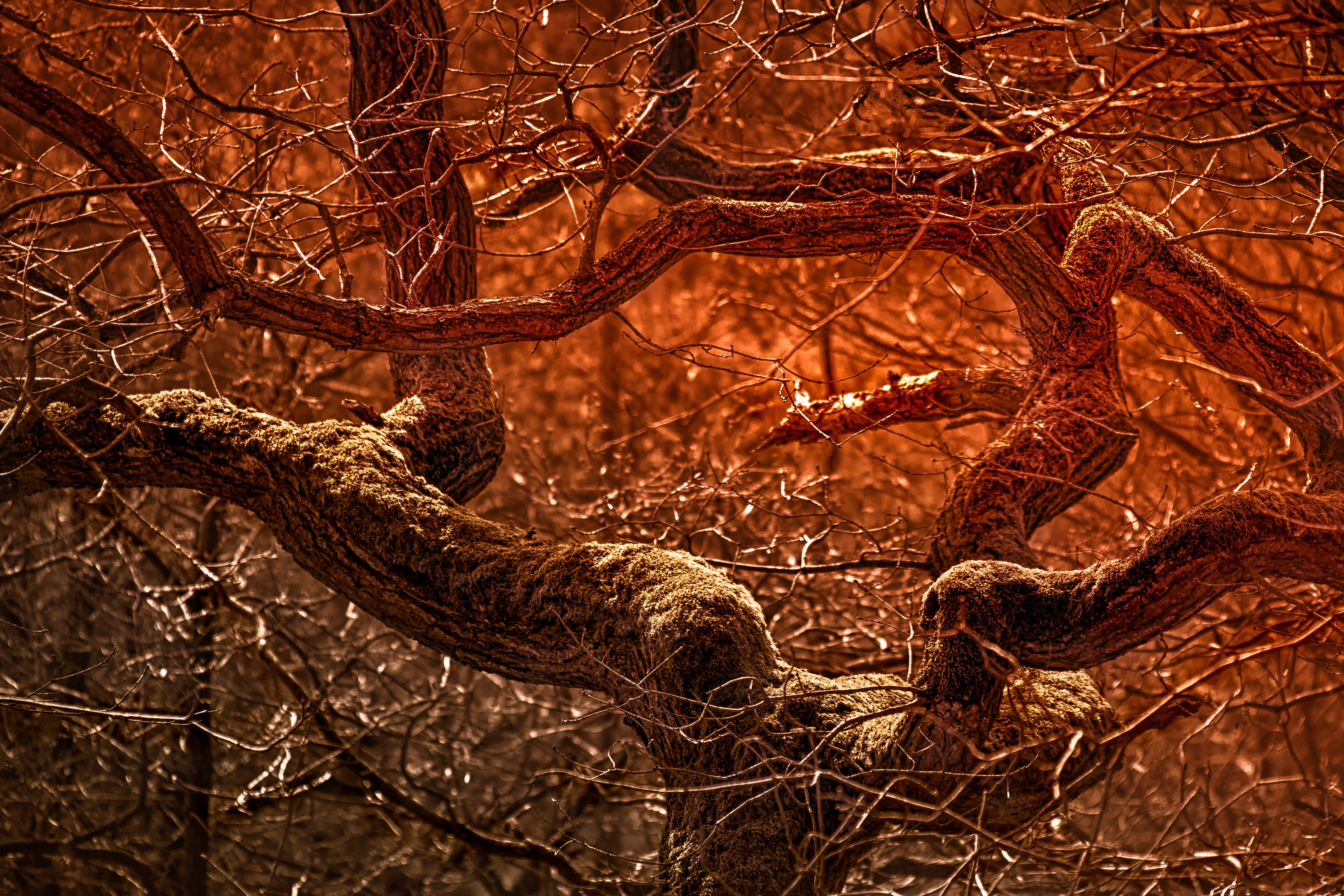 wood, aggression, aesthetic, tree, flora, 4K, red brown, tranquility, non-urban scene, emotion, vertebrate, animal themes, land, day, autumn, forest, plant, HD Wallpaper