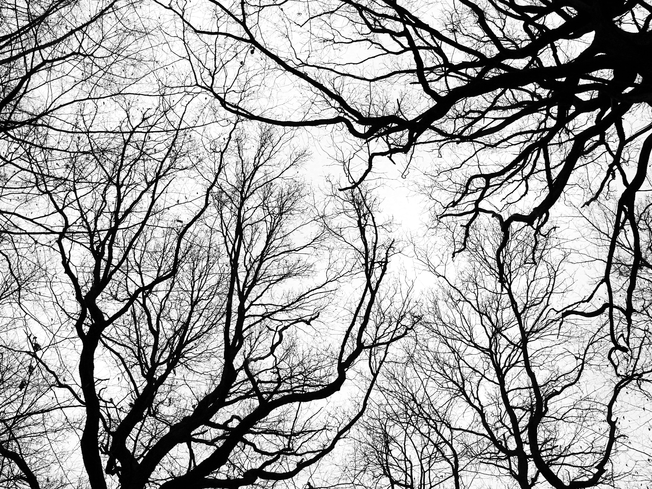 sky, branch, day, tranquility, wintry, outdoors, aesthetic, below, plant, bare branches, trees, beauty in nature, crotch, cold, kahl, tranquil scene, branches, HD Wallpaper