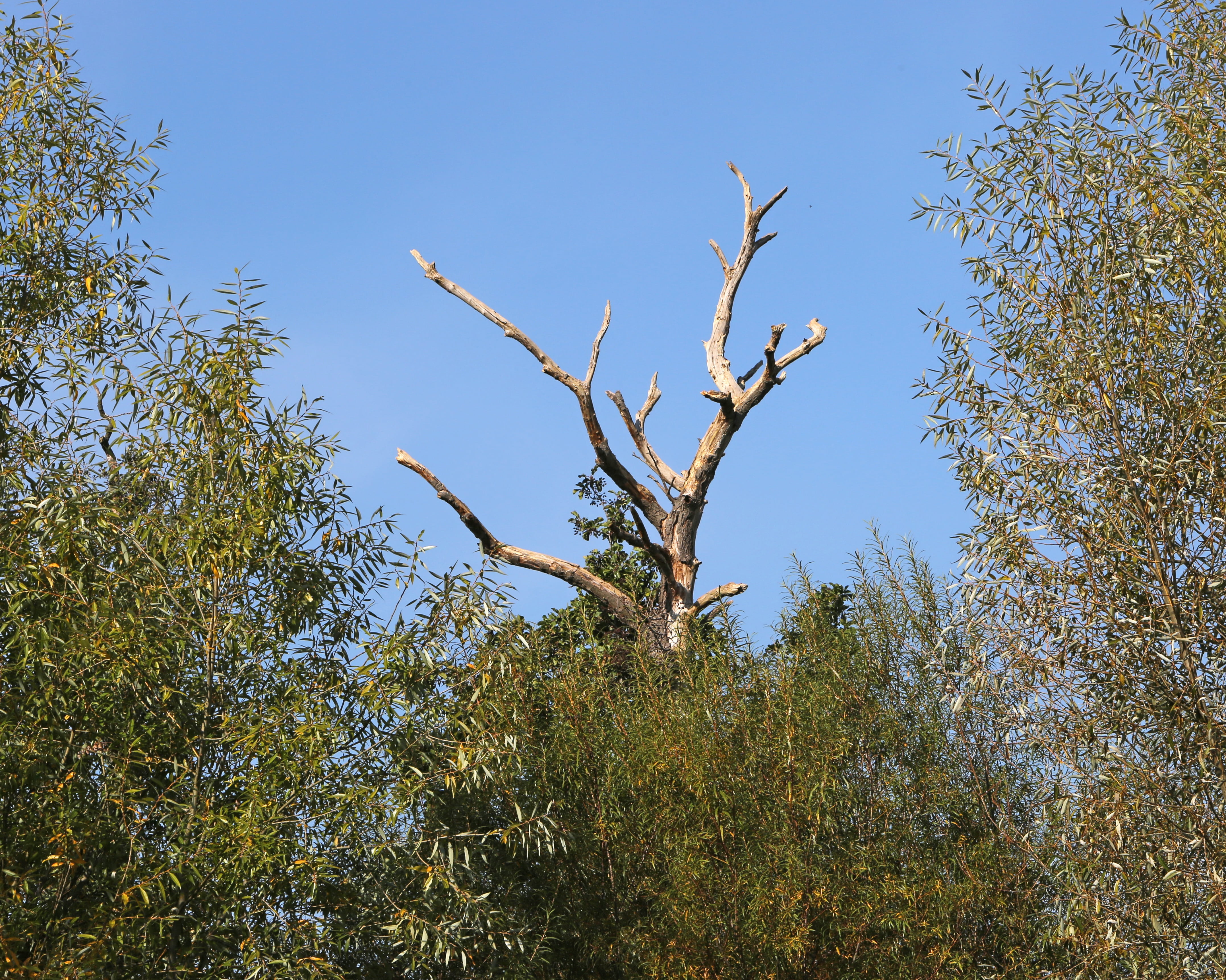 day, dead, branch branches, blue, sunny, plant, beauty in nature, branches, gnarled, dead plant, tree, wood, tranquility, coniferous tree, non-urban scene, HD Wallpaper
