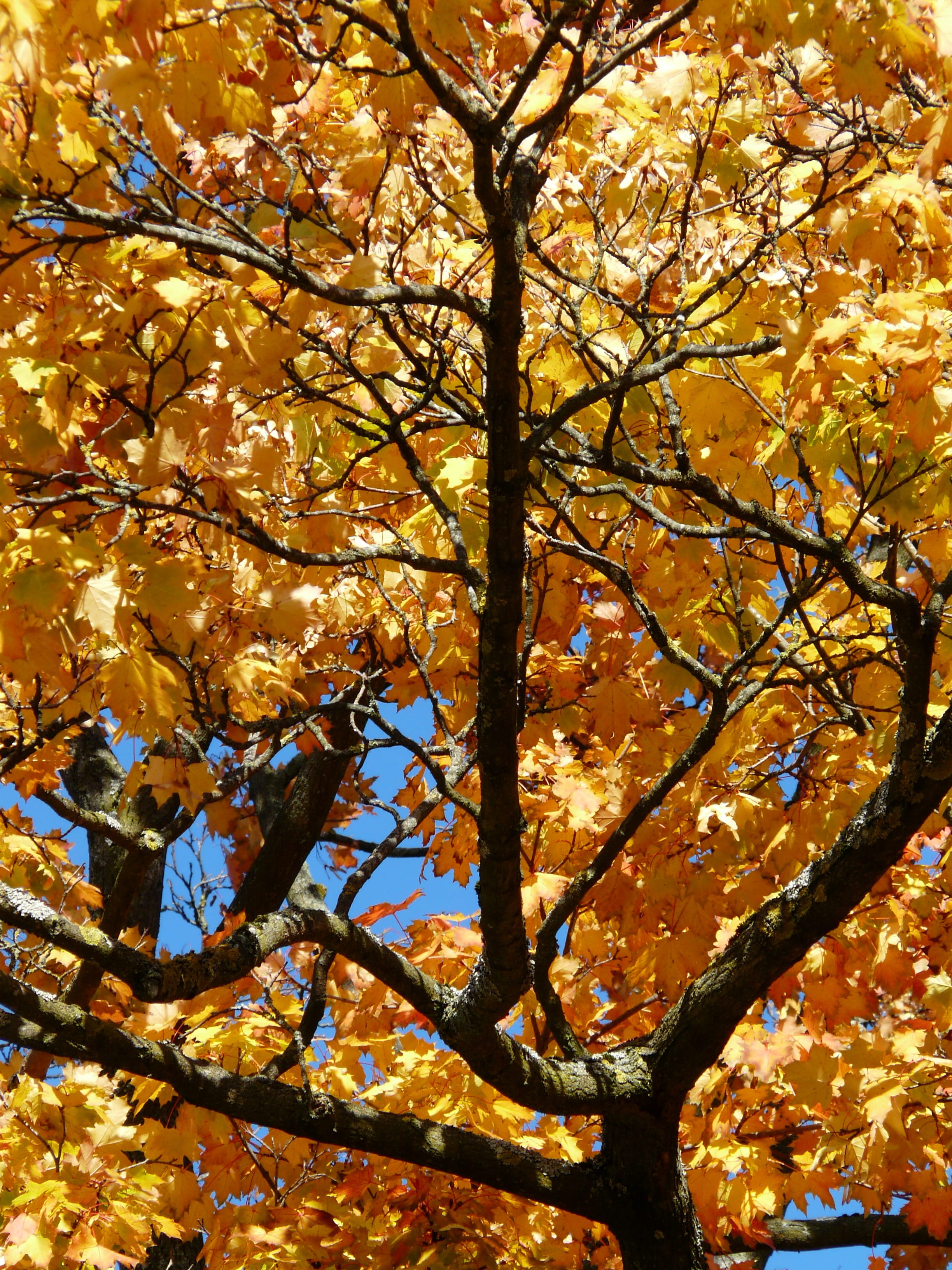 tree, change, fall, day, growth, emerge, maple, autumn, maple leaf, nature, gaudy, color game, autumn collection, low angle view, beauty in nature, no people, Phone HD Wallpaper