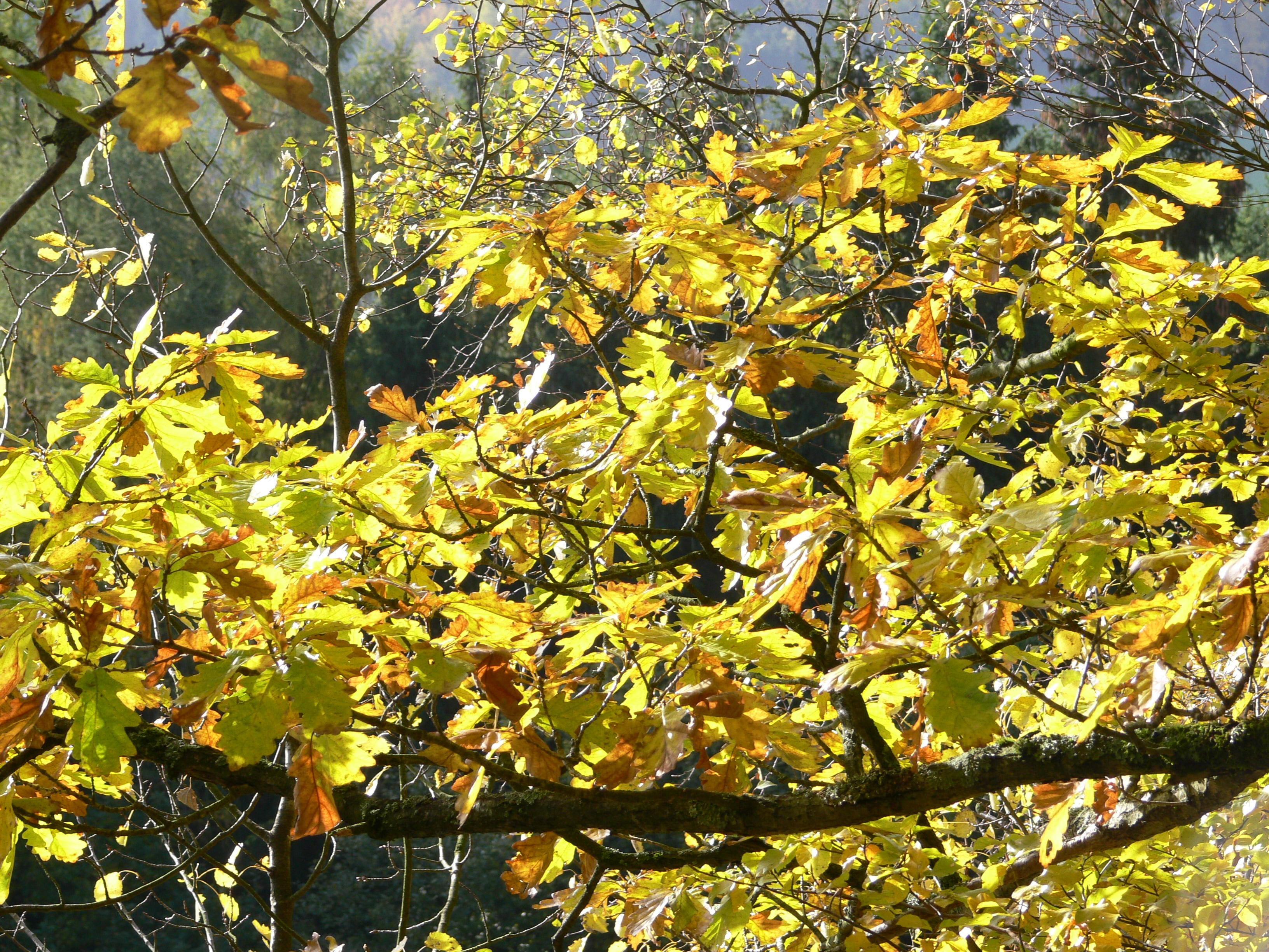 Oak, plant part, yellow, crotch, Branch, beauty in nature, oak leaf, food and drink, nature, 2K, Tree, fruit, healthy eating, outdoors, leaf, Branches, HD Wallpaper