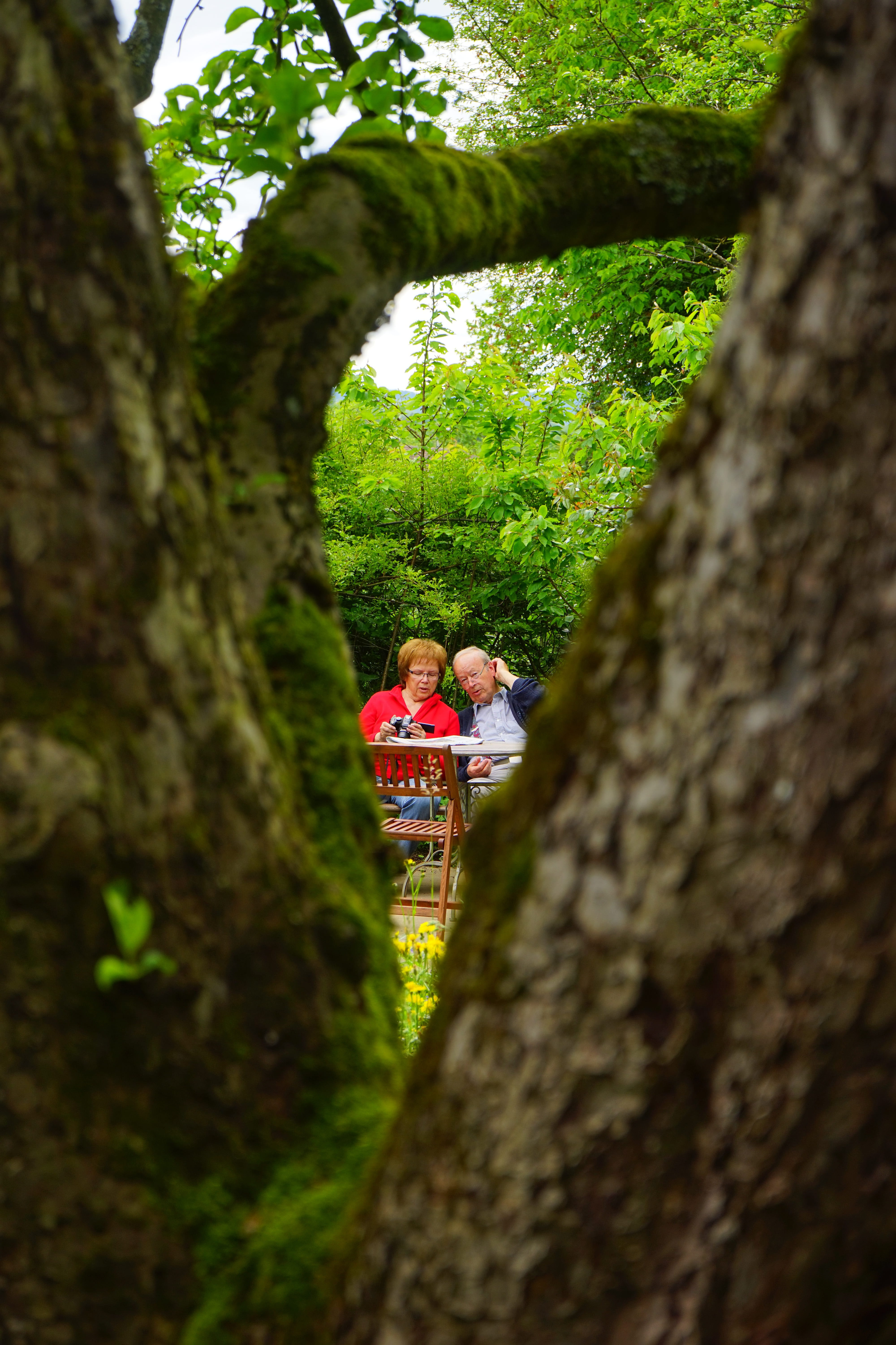 growth, trunk, group of people, tree trunk, nature, tree, day, adult, men, couple - relationship, 5K, sit, lifestyles, rest, women, focus on background, Phone HD Wallpaper