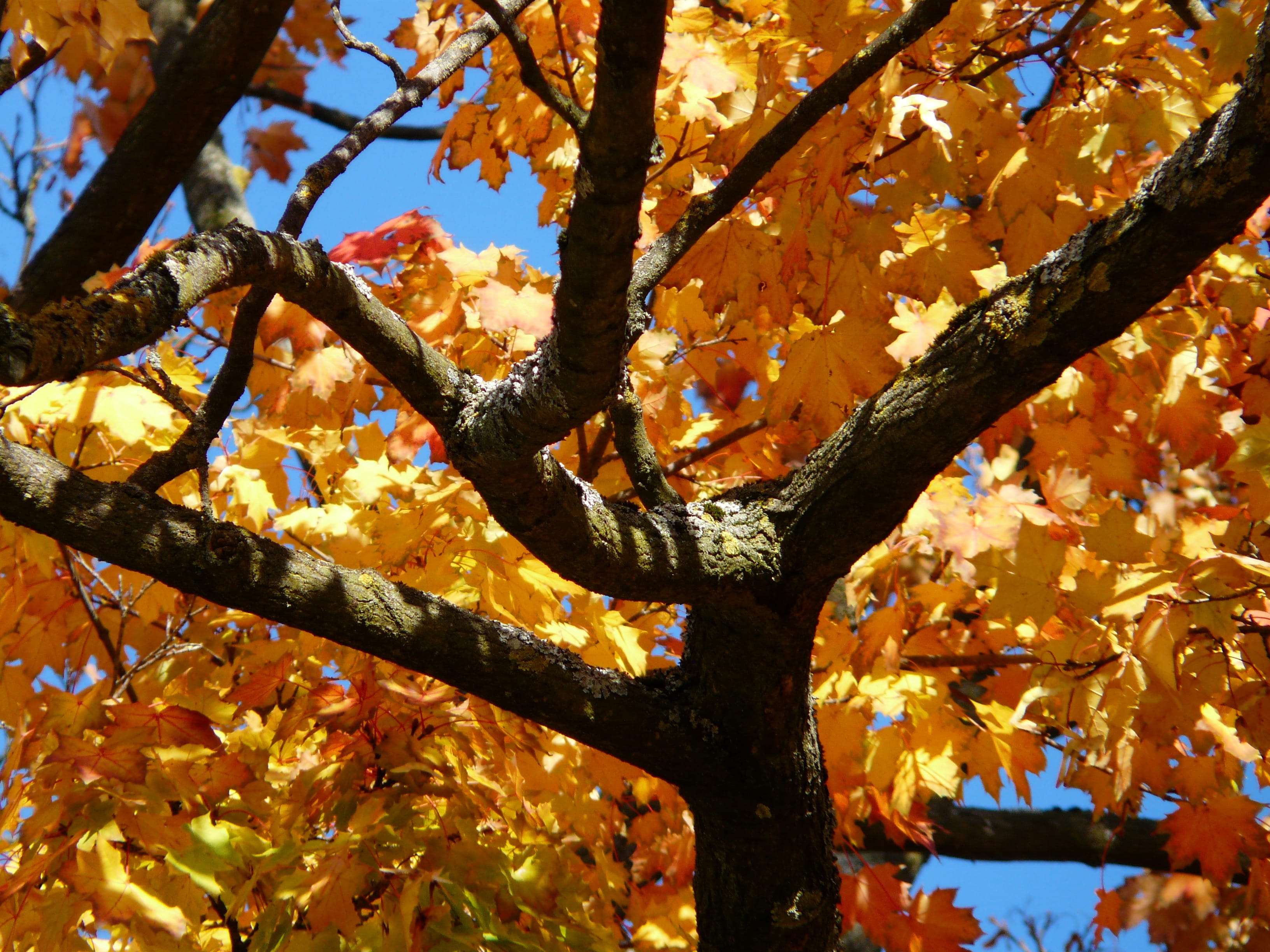 day, close-up, blue, maple, outdoors, yellow, color game, hell, fall color, plant part, growth, autumn tree, no people, farbenpracht, trunk, crotch, natural condition, HD Wallpaper