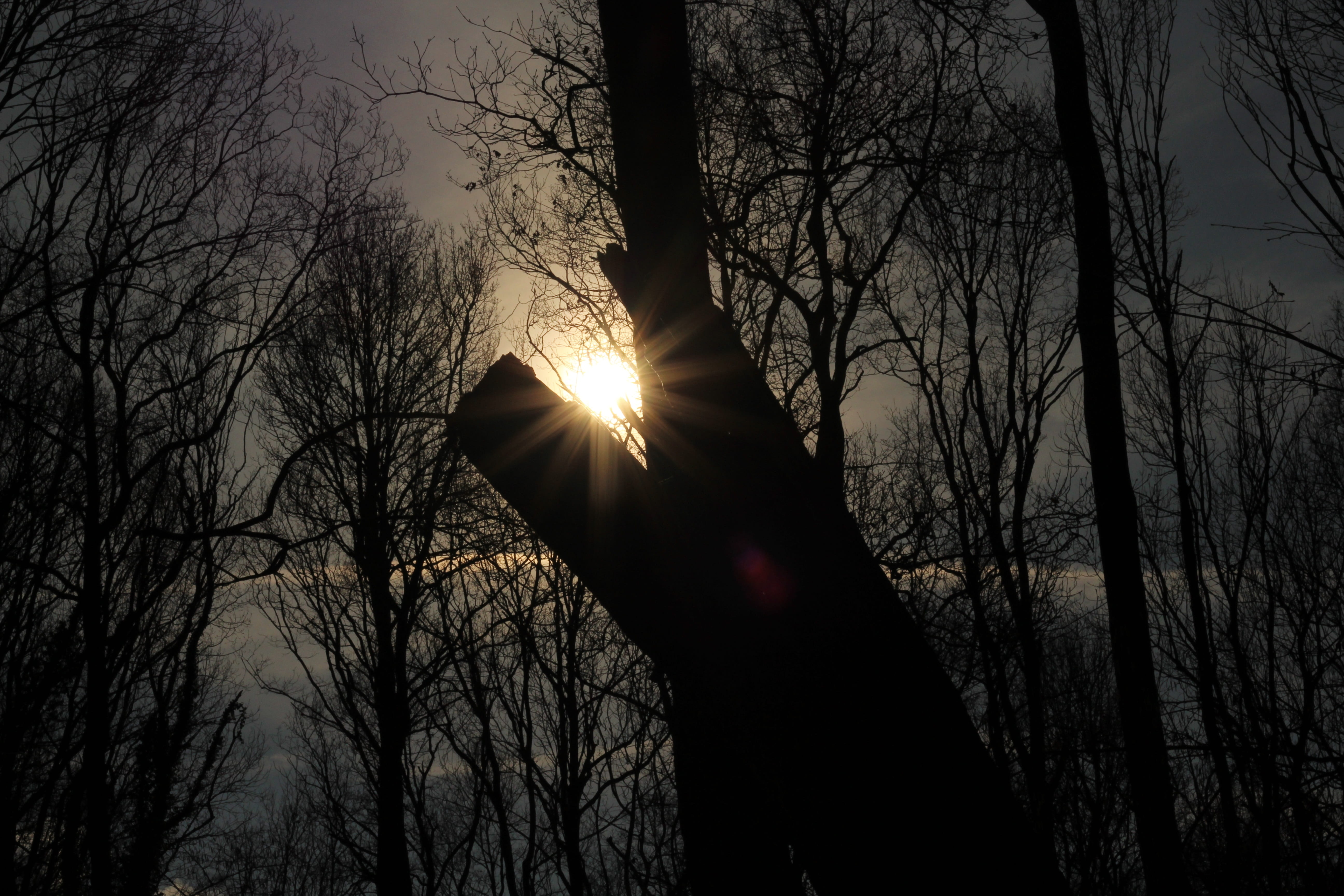 low angle view, darkness, night, forest, sun, no people, branch, gloomy, plant, nature, creepy, 5K, sky, lens flare, wood, eclipse, dark, silhouette, bare tree, HD Wallpaper