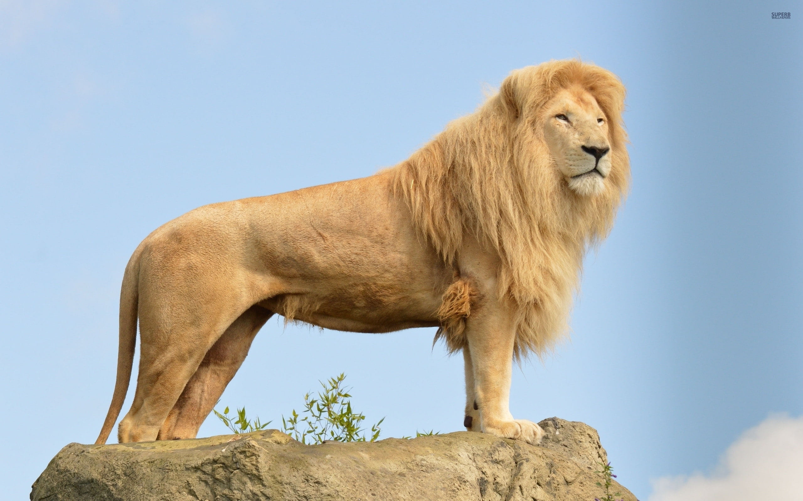 hd loin wllpapers, 2560x1600, Animal, Lion, 2K, 4k, animals, HD Wallpaper