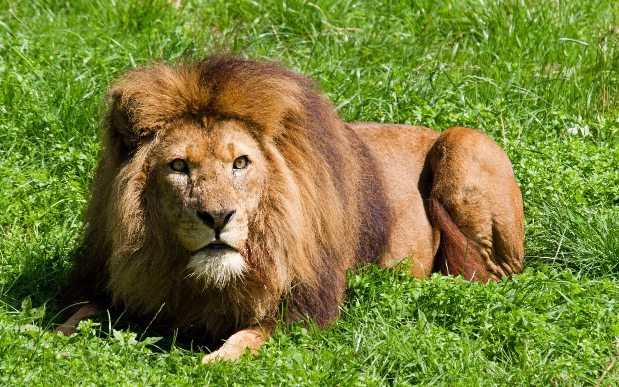 animals, 2560x1600, Animal, loin hd, hd aimals, Lion, 2K, HD Wallpaper