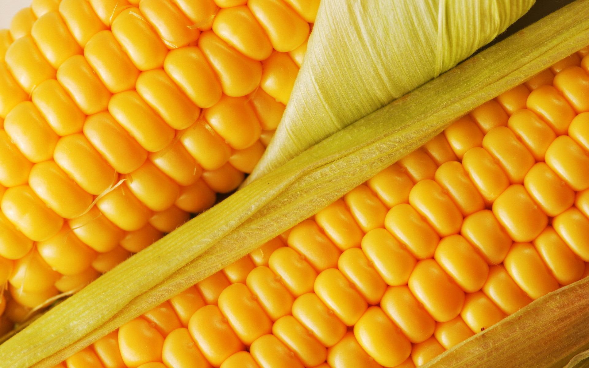 3d and abstract, vegetable, s, close up, food, grain, yellow, 1080P, corn, HD Wallpaper