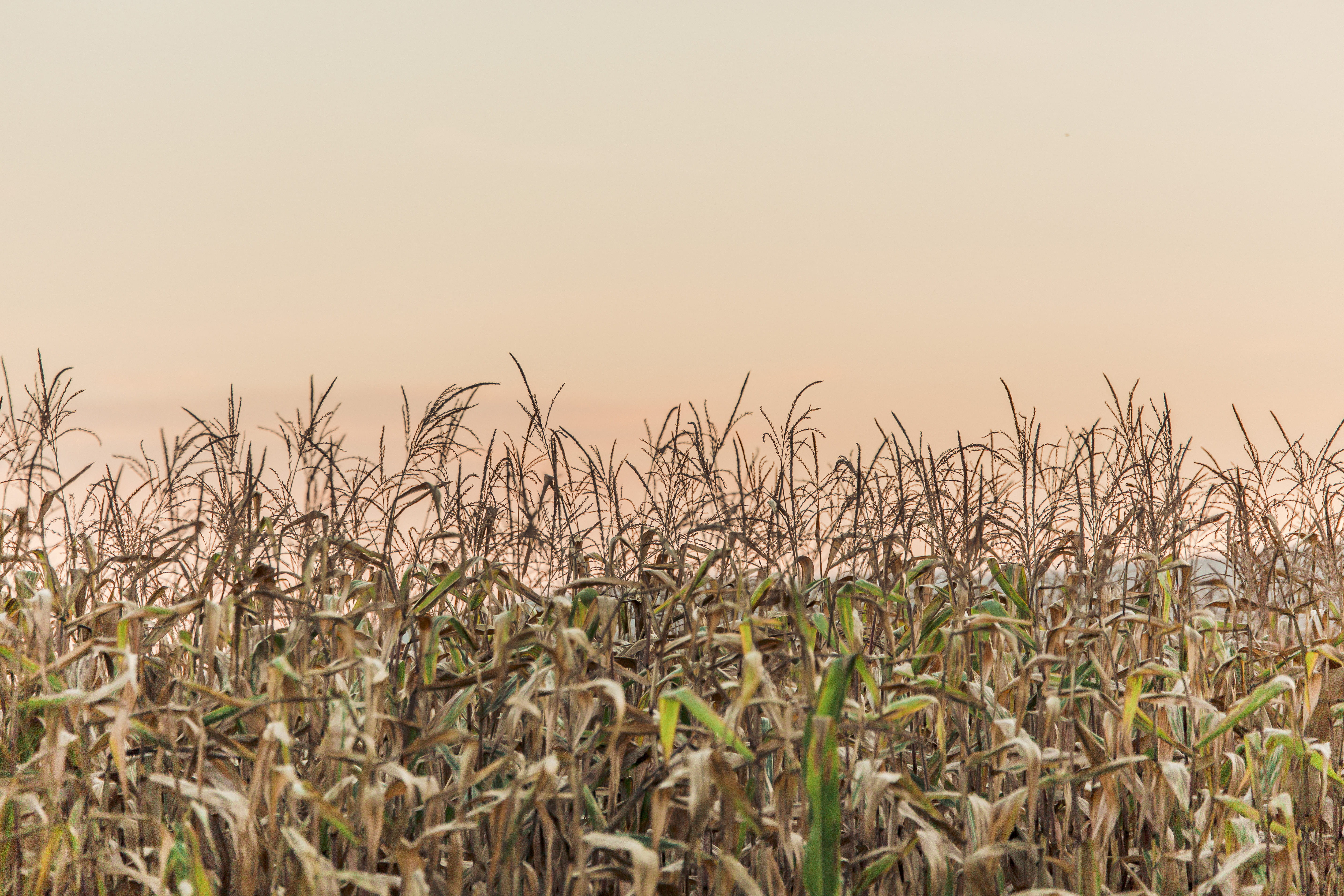 field, pattern, yellow, scenics - nature, plant field, beauty in nature, crop, clear sky, plant, outdoors, agriculture, tranquility, farm, cereal Plant, HD Wallpaper