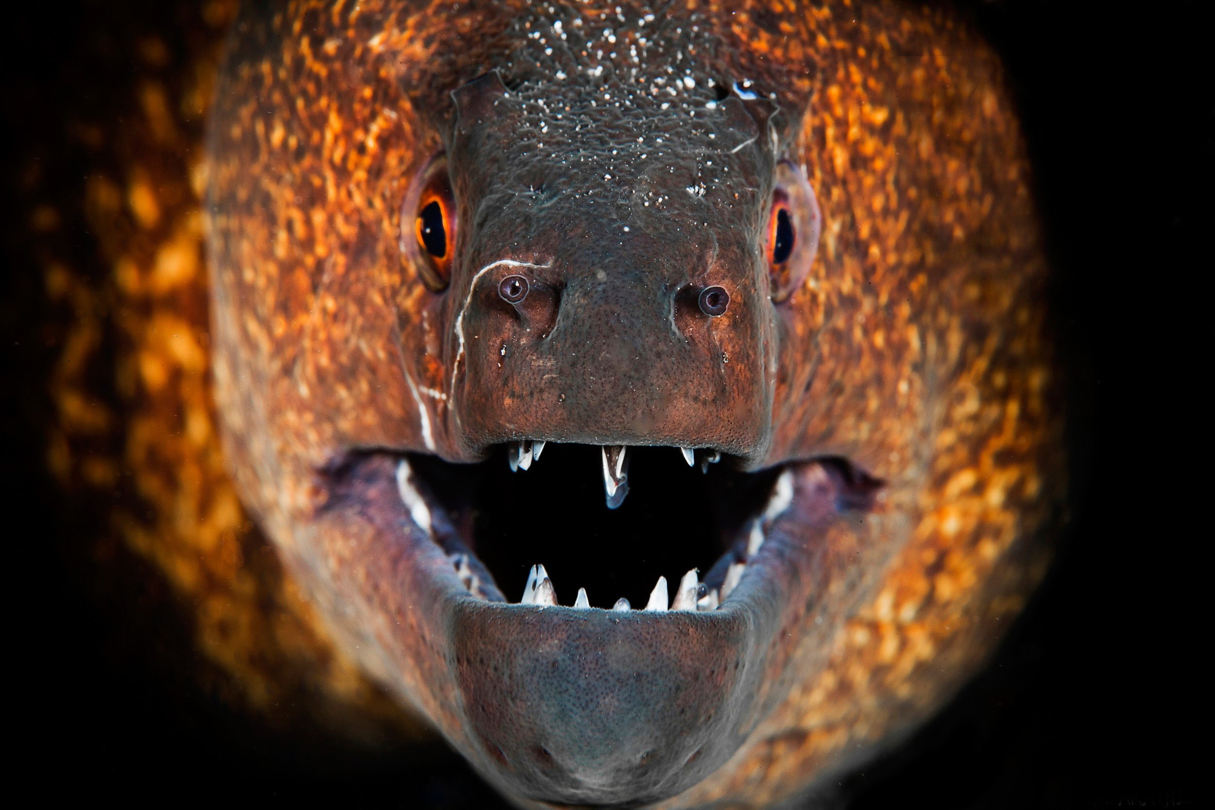 moray, fangs, electric, teeth, 1080P, underwater, eel, HD Wallpaper