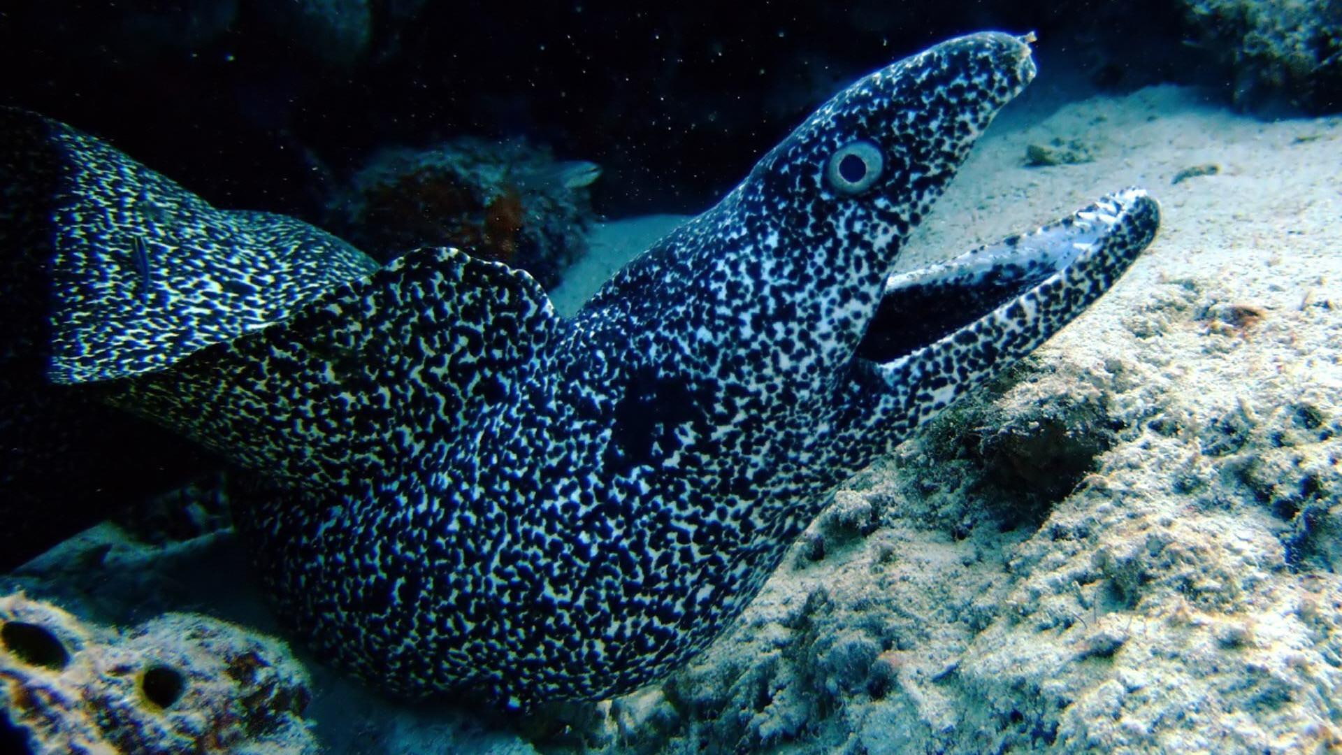 other, eel, entertainment, fish, animals, 1080P, m, HD Wallpaper