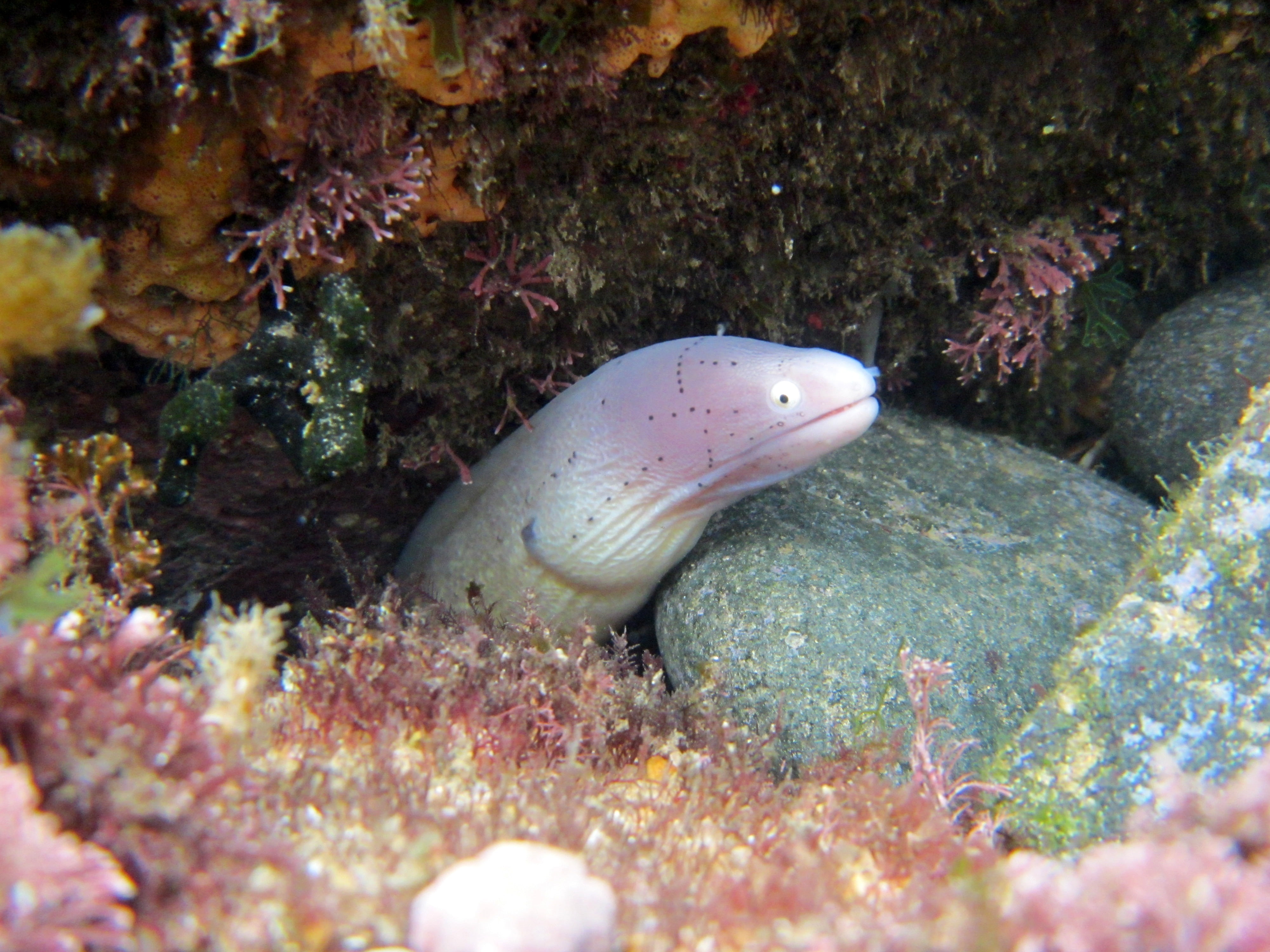 sea life, undersea, wildlife, tropical, water, sea-life, nature, fish, moray, beauty in nature, 4K, underwater, no people, vertebrate, saltwater, one animal, HD Wallpaper
