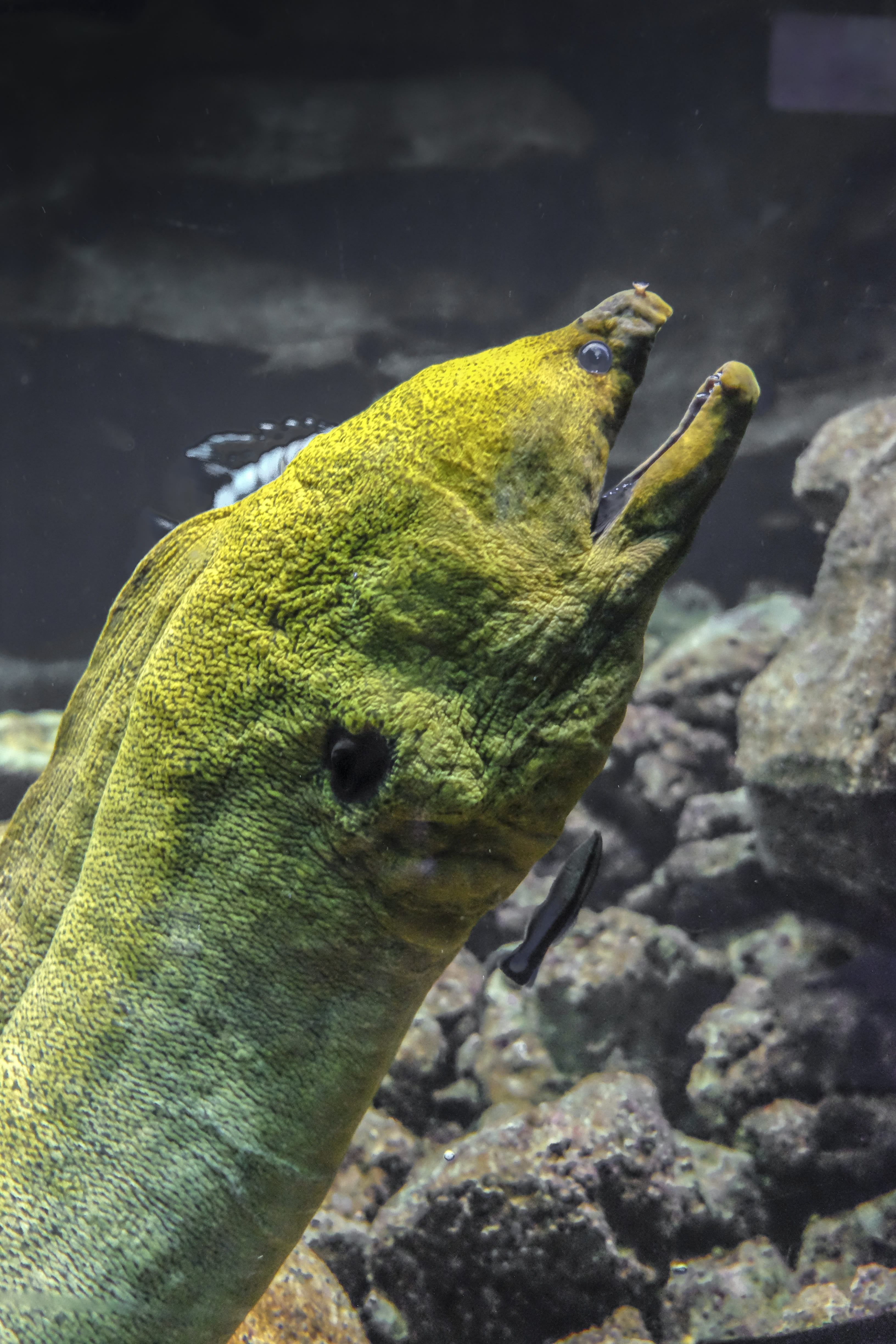 no people, reptile, green color, green, day, solid, yellow, animal head, one animal, rock - object, 4K, focus on foreground, large, animals in captivity, Phone HD Wallpaper