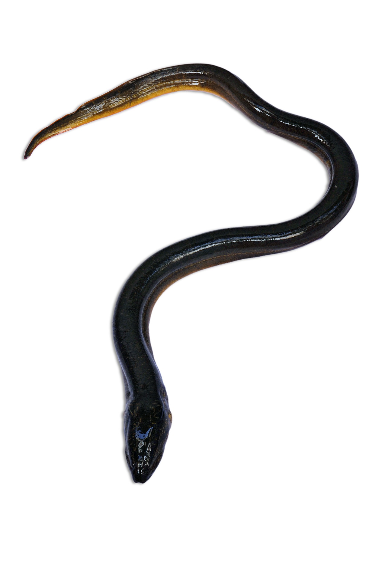 animal wildlife, copy space, animals in the wild, fish, close-up, eel, 1080P, curve, one animal, no people, vertebrate, animal, studio shot, indoors, metal, Phone HD Wallpaper