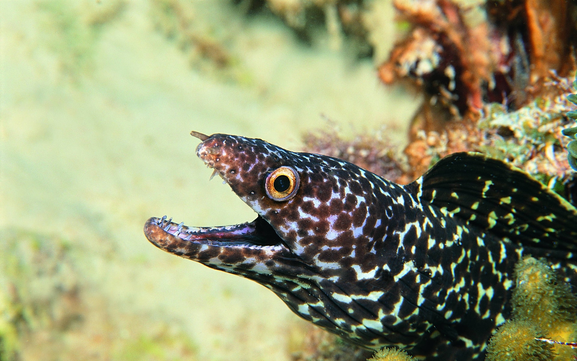 eel, 1080P, HD Wallpaper