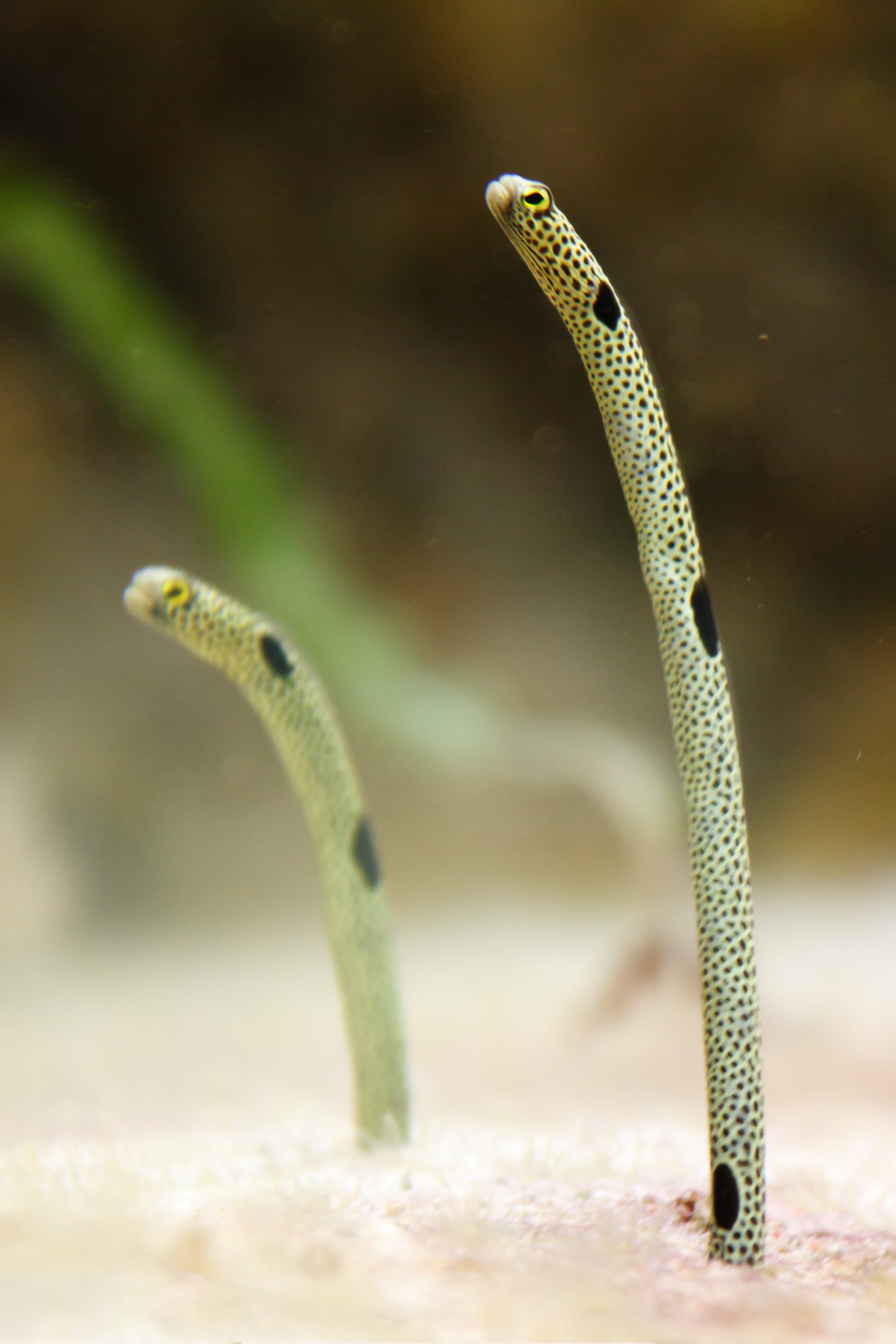 close-up, reptile, colorful, nature, eel, aquarium, underwater, marine, sand, spots, water, snake, 4K, animal wildlife, tropical, one animal, outdoors, Phone HD Wallpaper