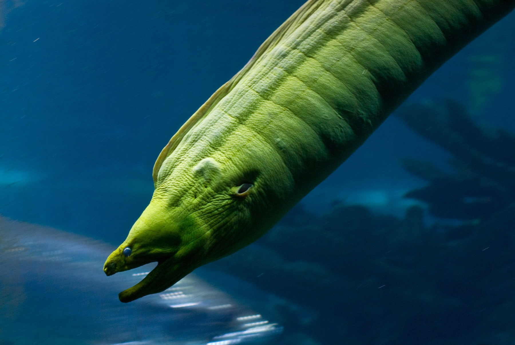 eels, underwater, animals, fish, 720P, art, x, hd, sea, water, HD Wallpaper
