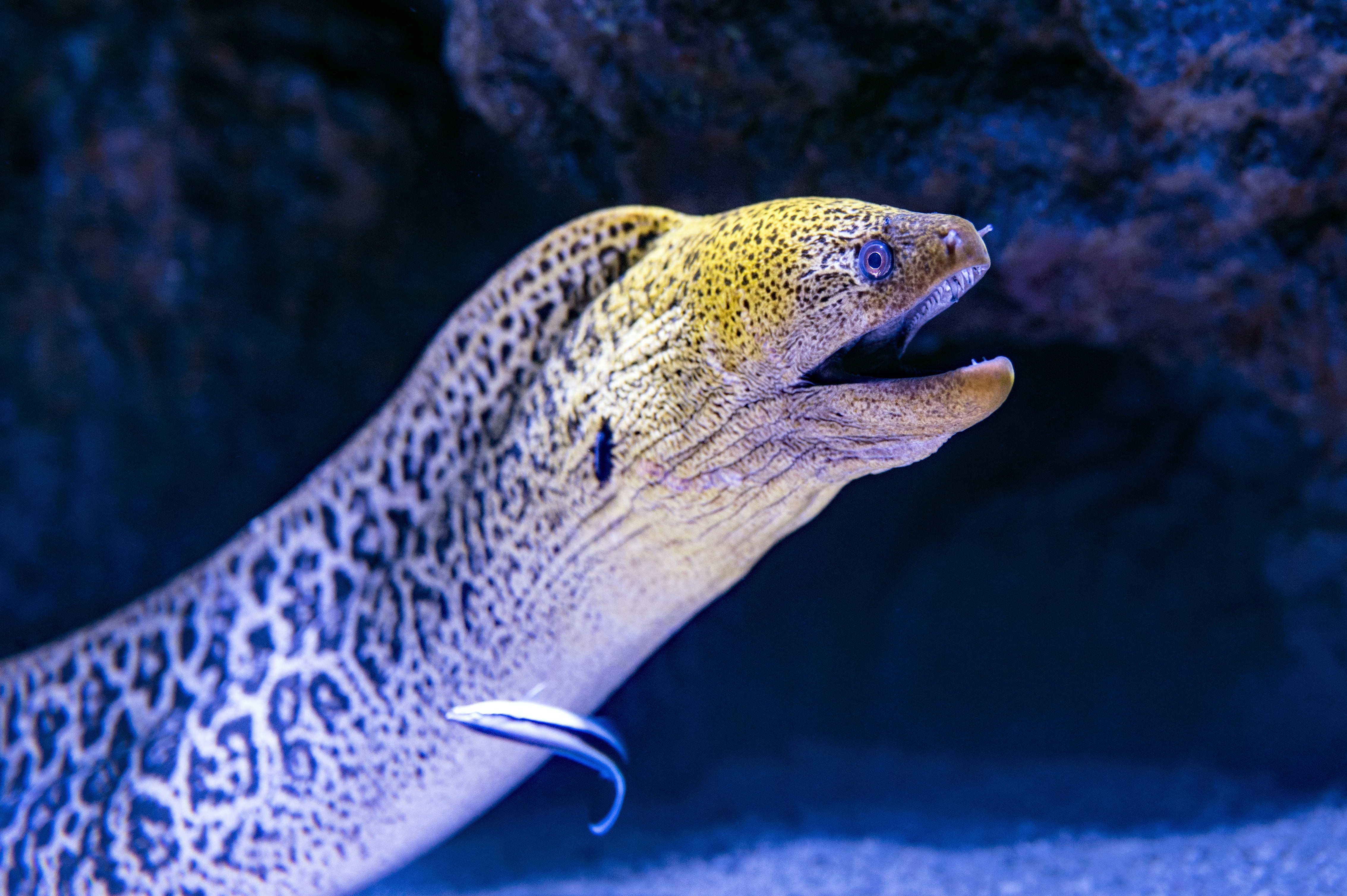 sea life, profile view, focus, close-up, animals in the wild, water, one animal, eel, no people, animal head, gray, photography, grey, snake, animal, selective, HD Wallpaper