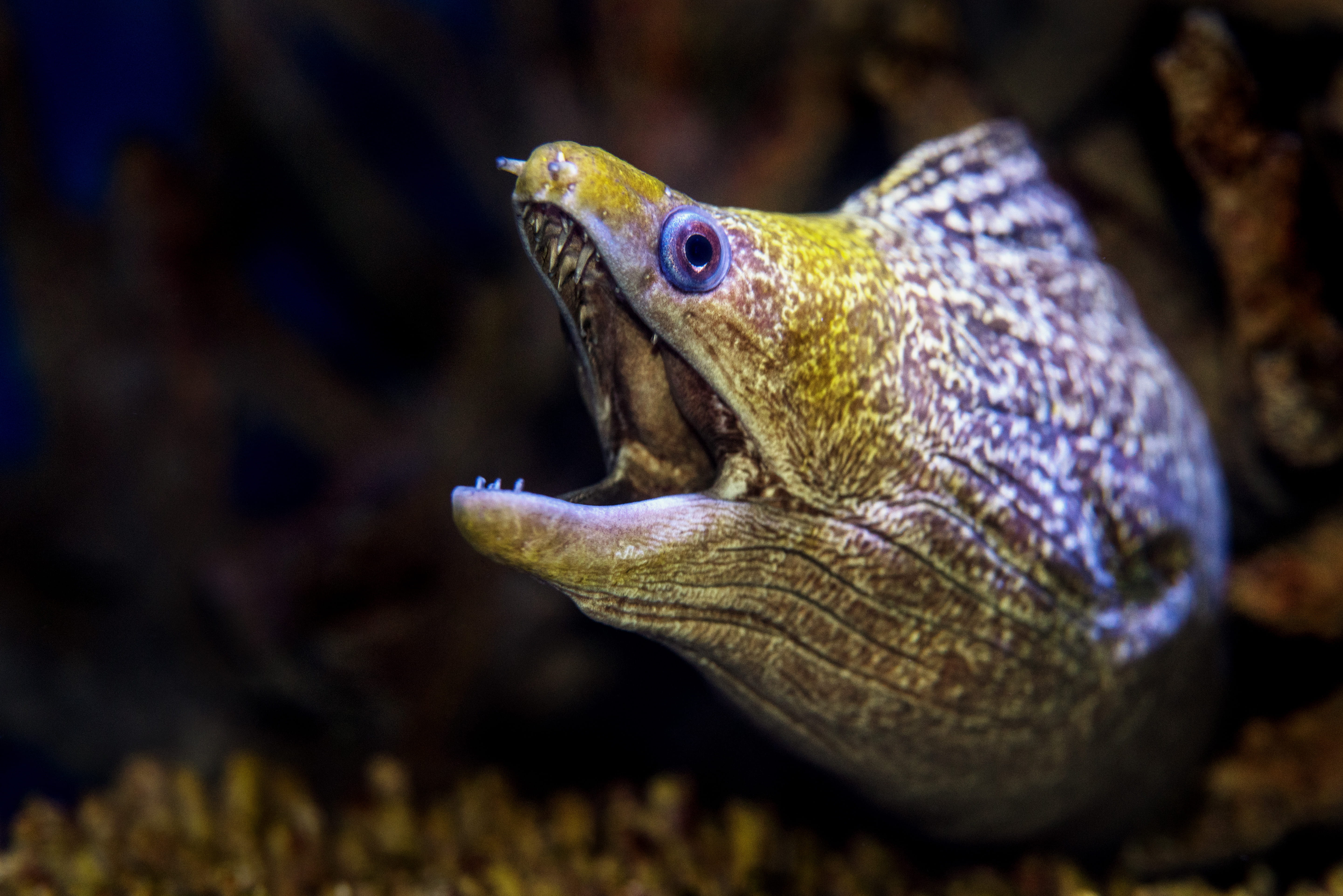 profile view, animal body part, close-up, animal wildlife, swimming, 5K, eel, animal, one animal, water, animals in the wild, opened, sea, animal mouth, HD Wallpaper