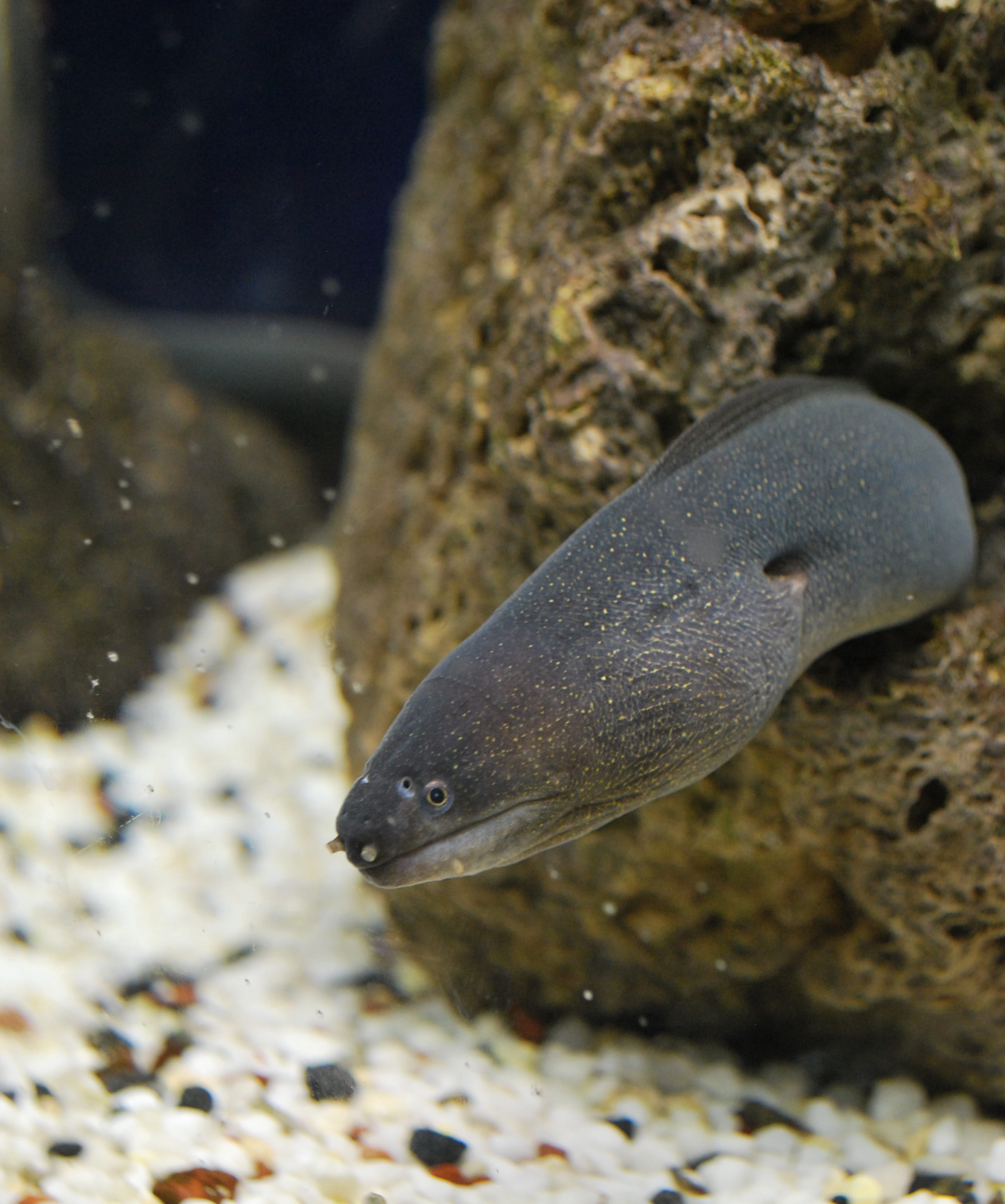 marine, pebble, no people, Eel, water, underwater, undersea, animal, ocean, animal themes, 2K, close-up, one animal, Stone, teeth, animal wildlife, wildlife, Phone HD Wallpaper
