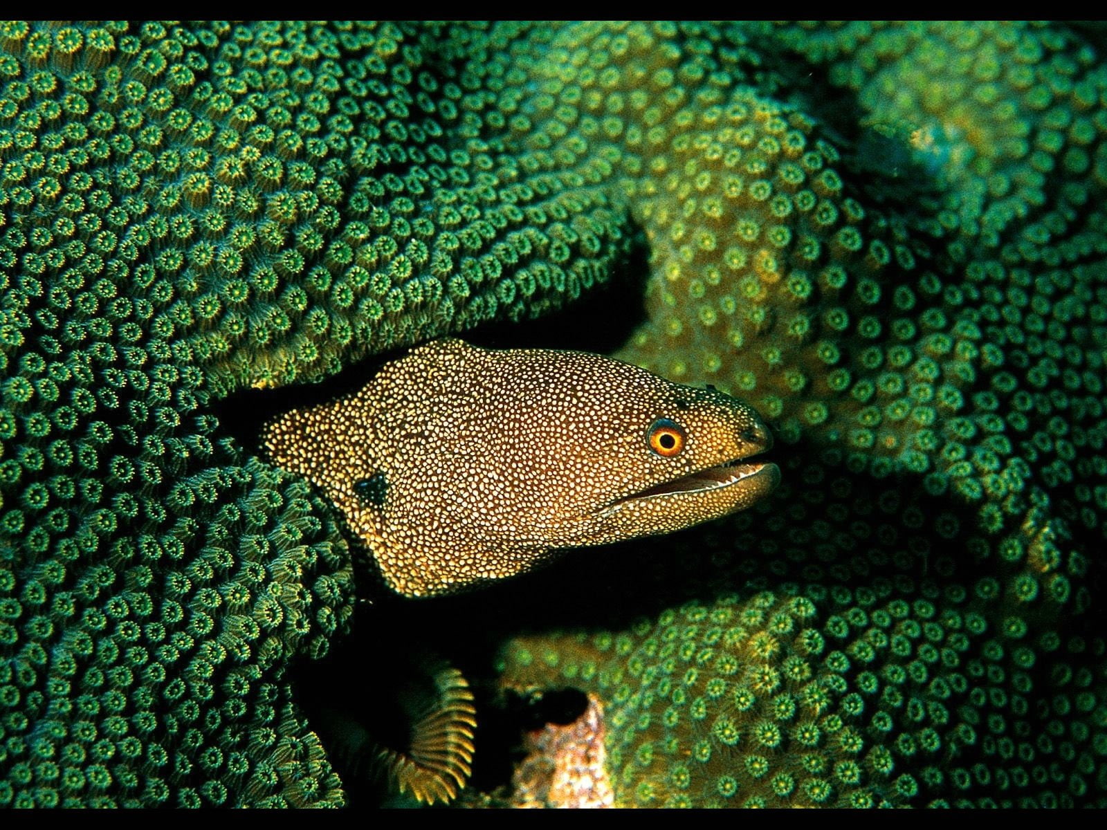 Animal, Eels, 720P, HD Wallpaper