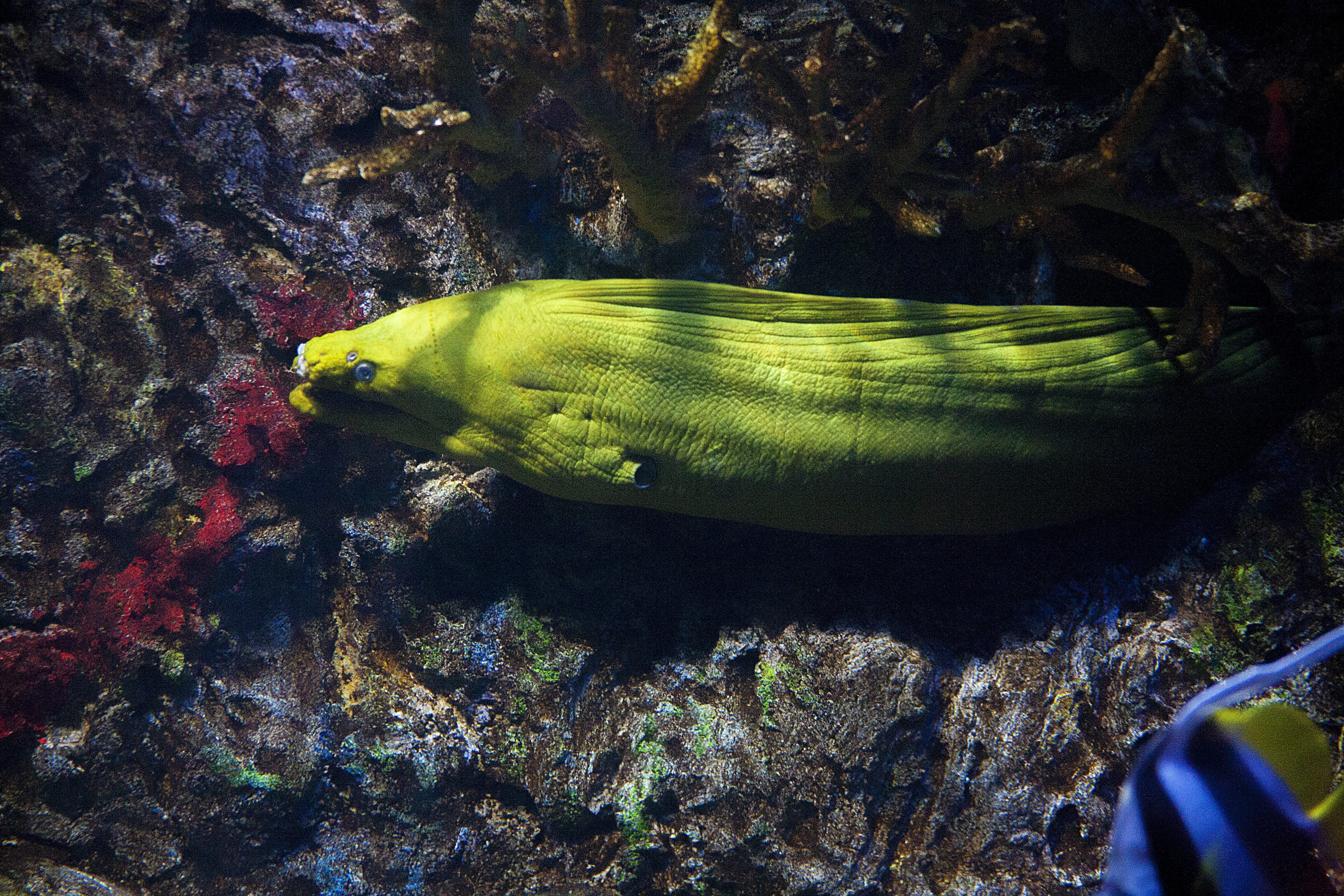 reef, brown, animal, giant, teeth, one animal, Ocean, day, Reef, gymnothorax, mouth, scuba, Moray, natural, vertebrate, eel, Fish, wildlife, underwater, HD Wallpaper