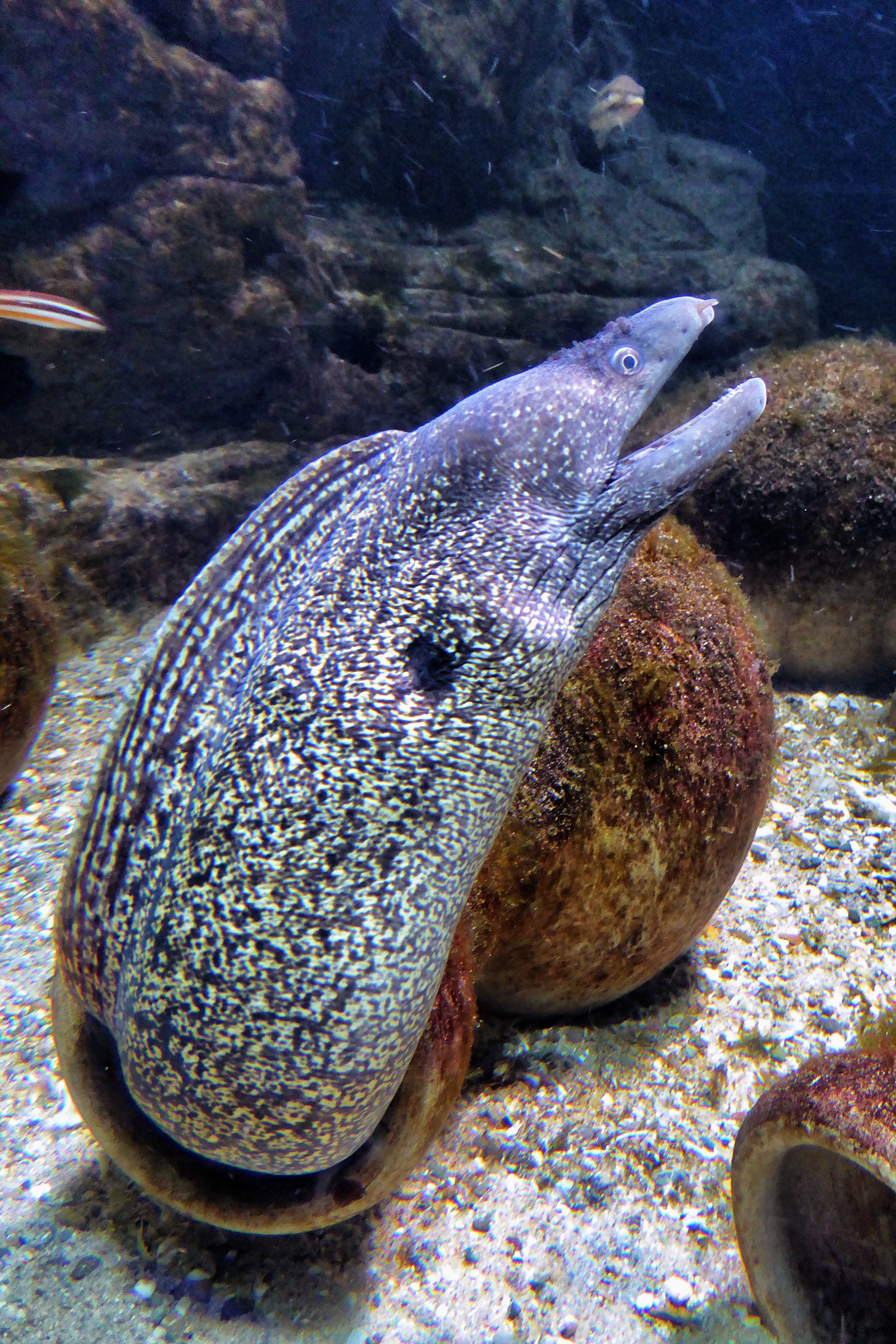 pebble, undersea, water, sea, sea Life, fish, animal wildlife, one animal, rock, outdoors, marine, solid, wildlife, close-up, 4K, swimming, animal themes, Phone HD Wallpaper