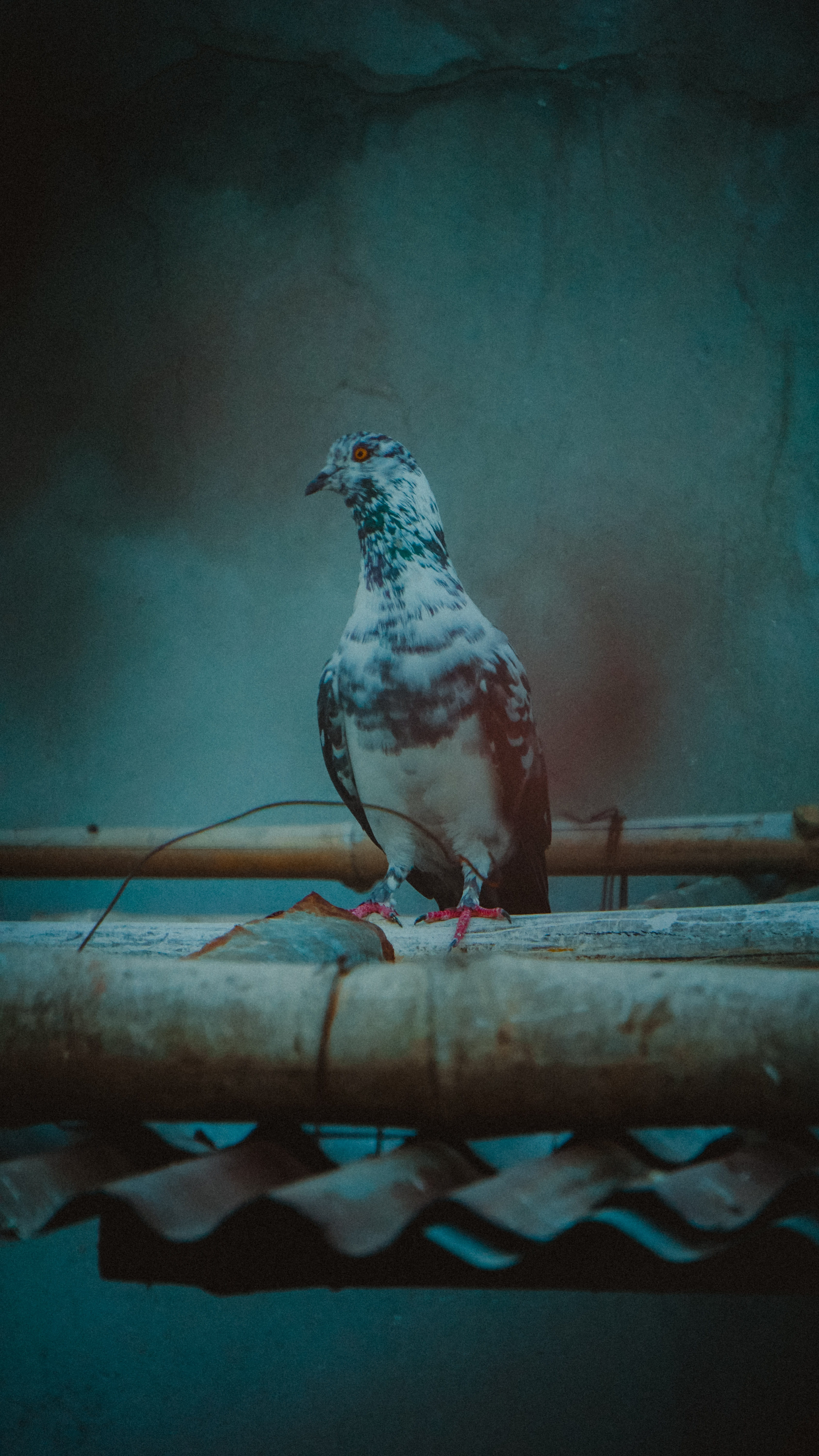 day, animal themes, selective focus, animals in the wild, side view, black, no people, accipiter, focus on foreground, concrete, one animal, plywood, perching, Phone HD Wallpaper