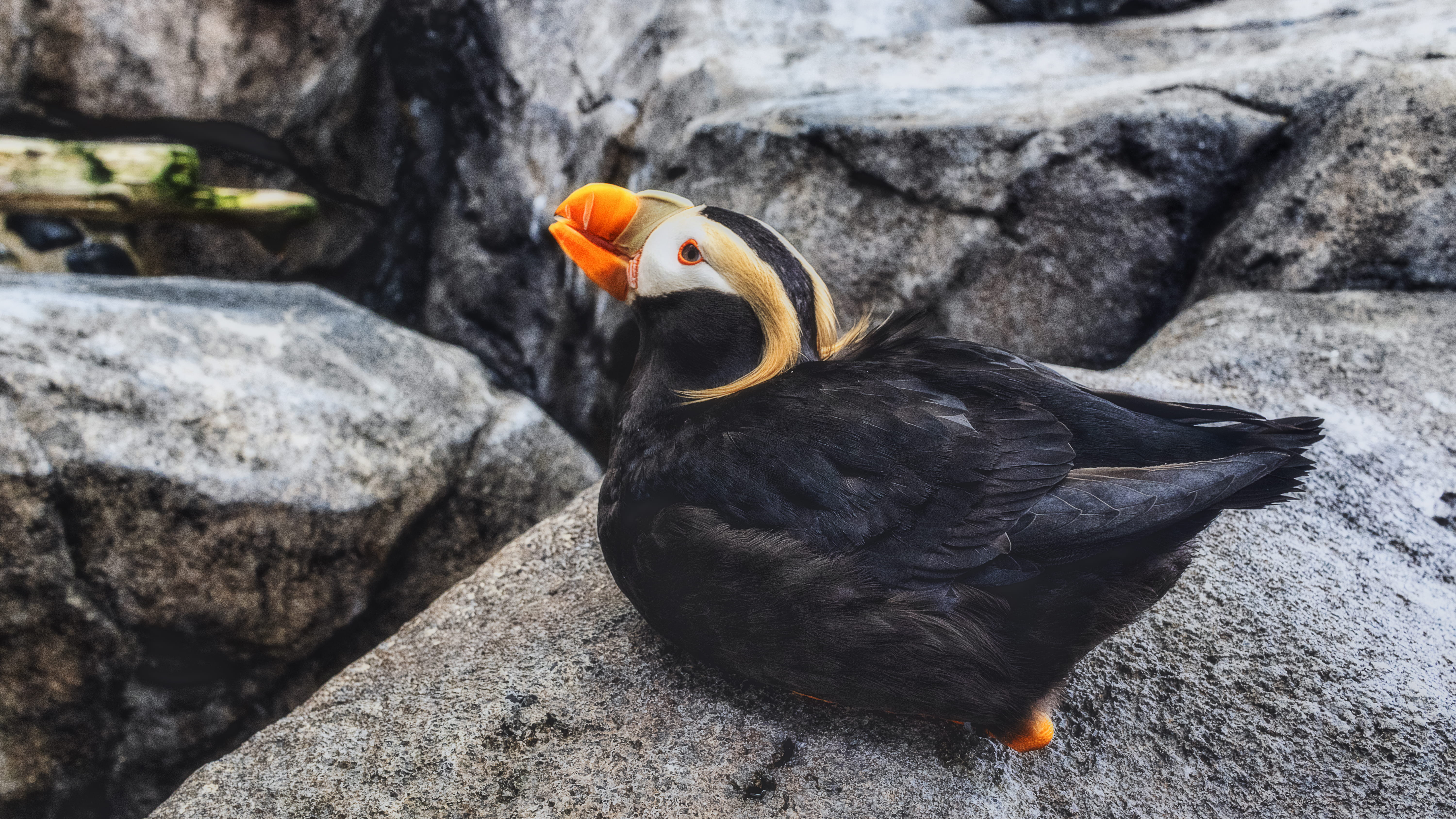 vertebrate, solid, black, puffin, close-up, outdoors, orange color, finch, pebble, fish, animal, 5K, iguana, snake, eel, one animal, blackbird, beak, no people, HD Wallpaper