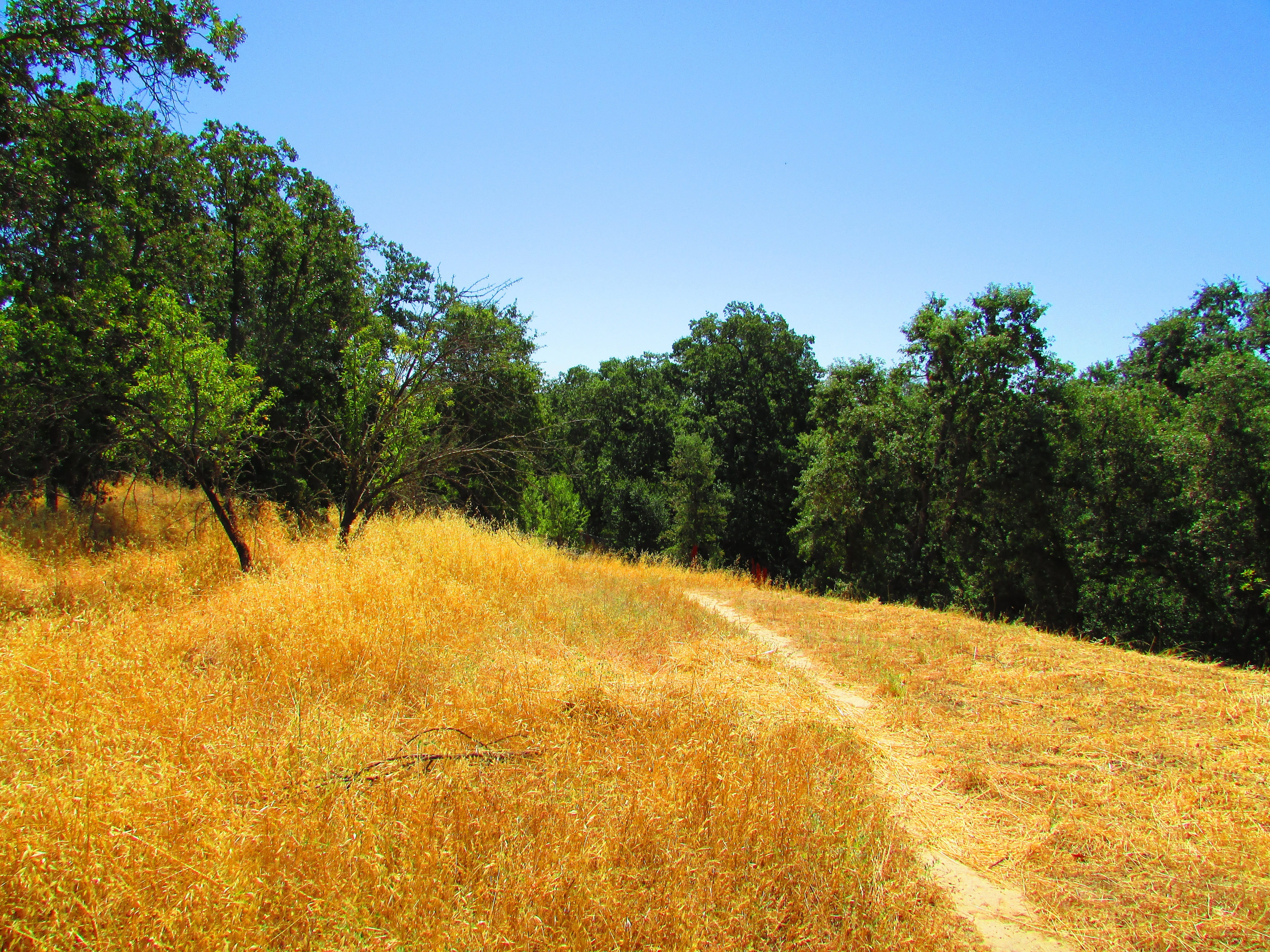 forest, trees, rural Scene, meadow, clear sky, season, rolling, agriculture, day, Hiking, landscape, non-Urban Scene, rural, Hill, environment, growth, HD Wallpaper