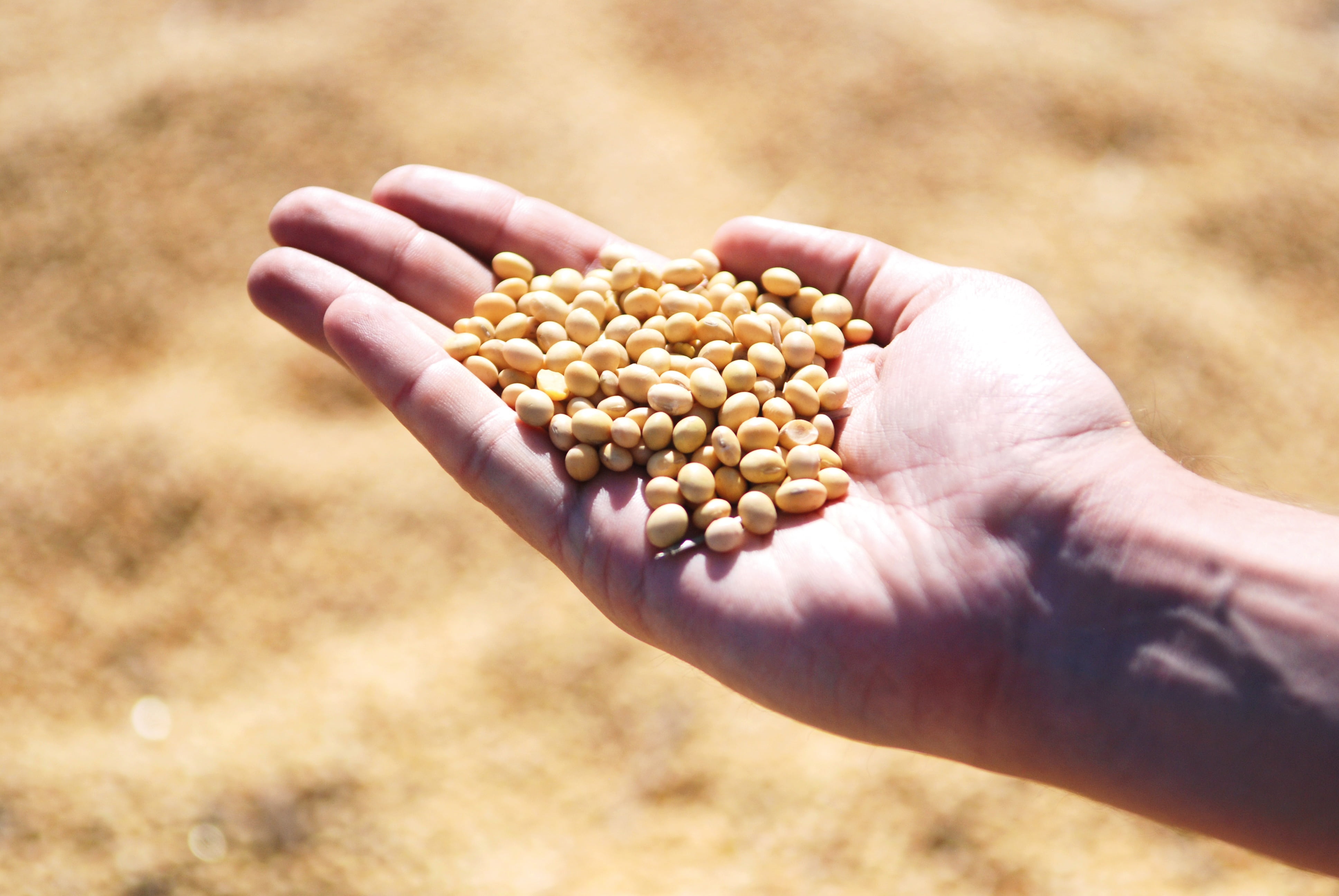hands cupped, outdoors, farm, one person, leguminous, seeds, day, cereal plant, plant, crop, food and drink, food, soybean, corn, letils, harvest, human hand, HD Wallpaper