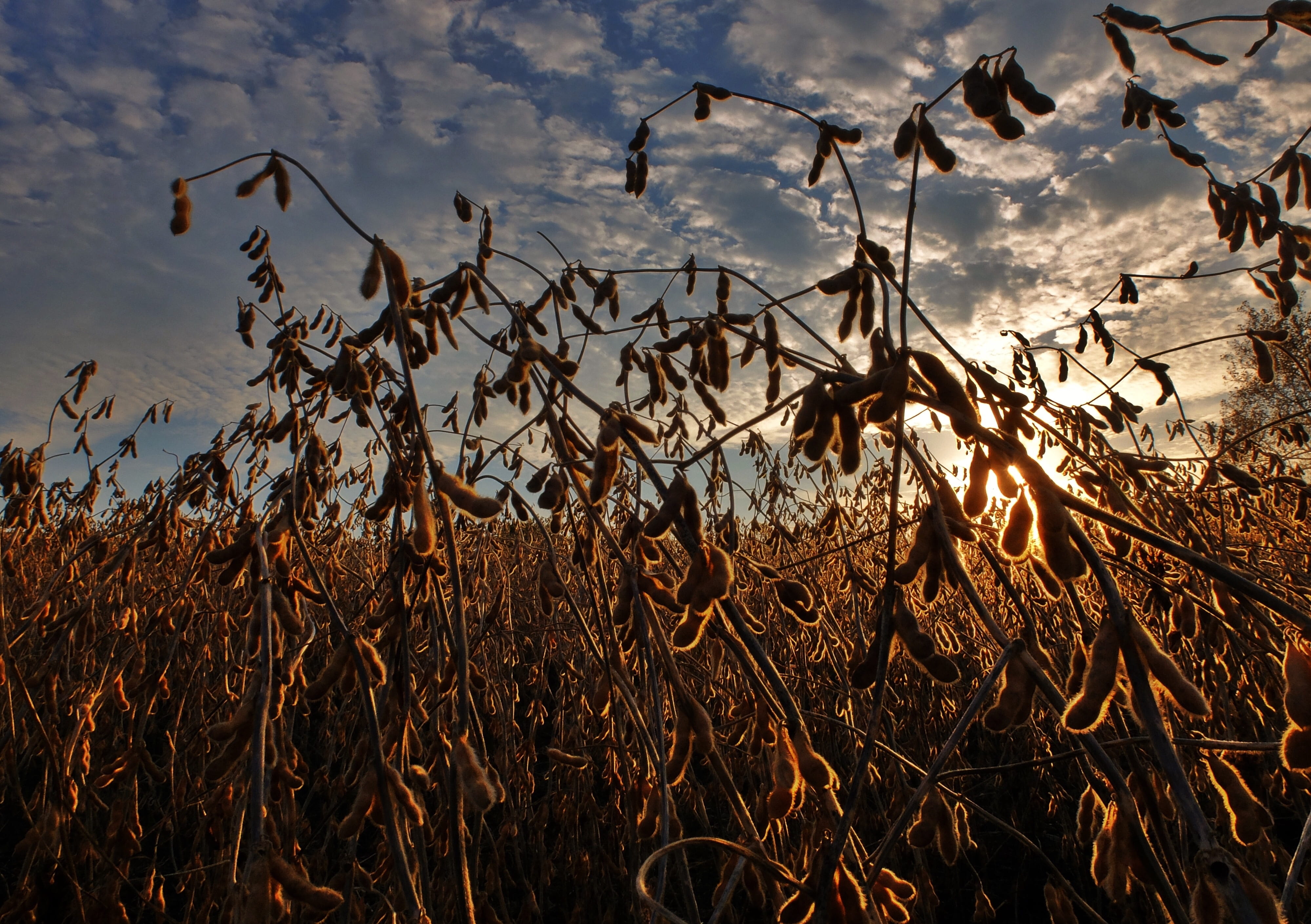 cloud - sky, sky, golden, season, soybeans, tranquility, farm, dry, food, field, beauty in nature, crop, no people, nature, farming, focus on foreground, HD Wallpaper