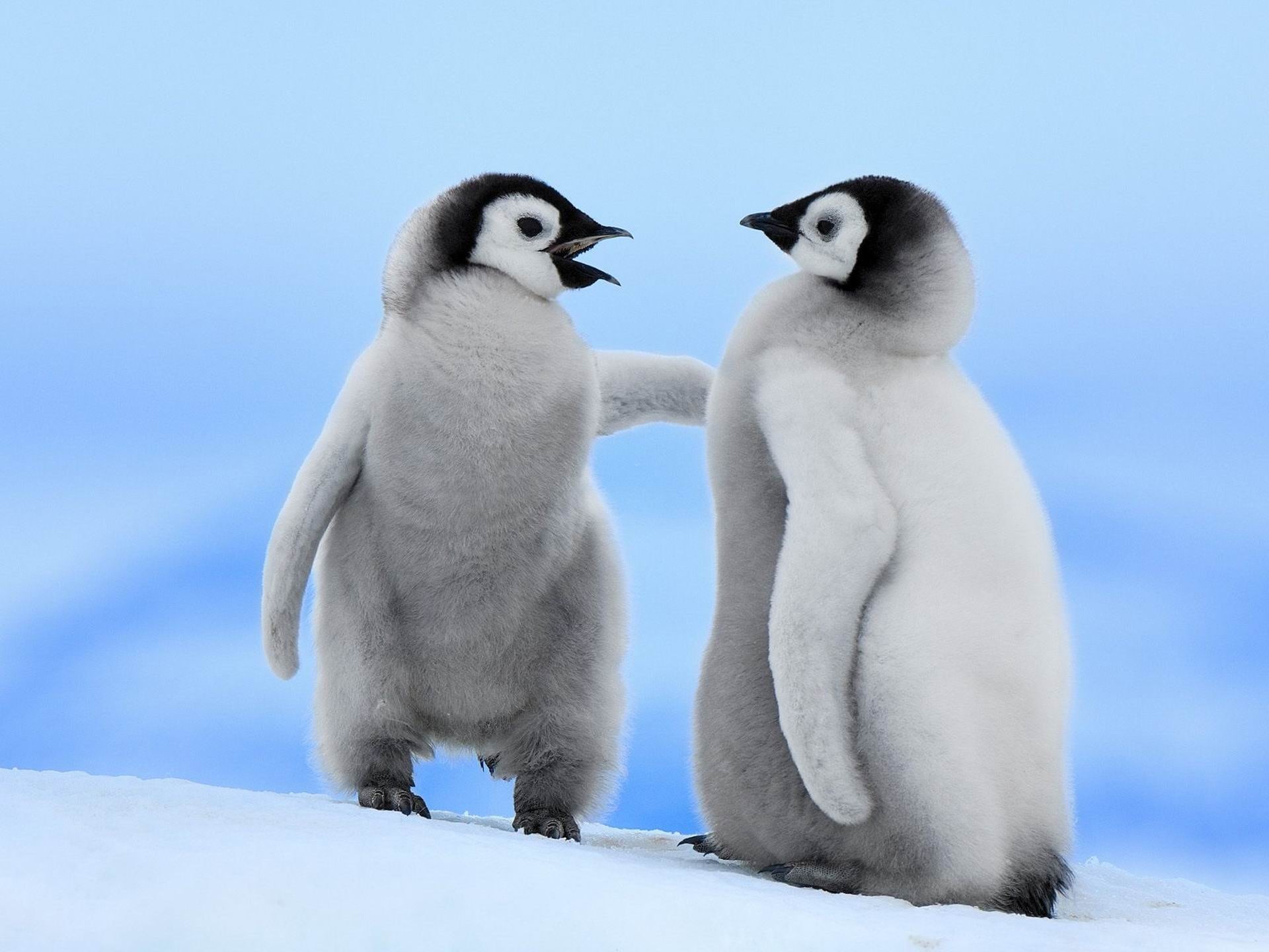 frozen, white color, no people, penguin, two, natural, penguins, day, winter, bird, 1080P, snow, vertebrate, animal family, black, ice, frozen water, animals in the wild, HD Wallpaper