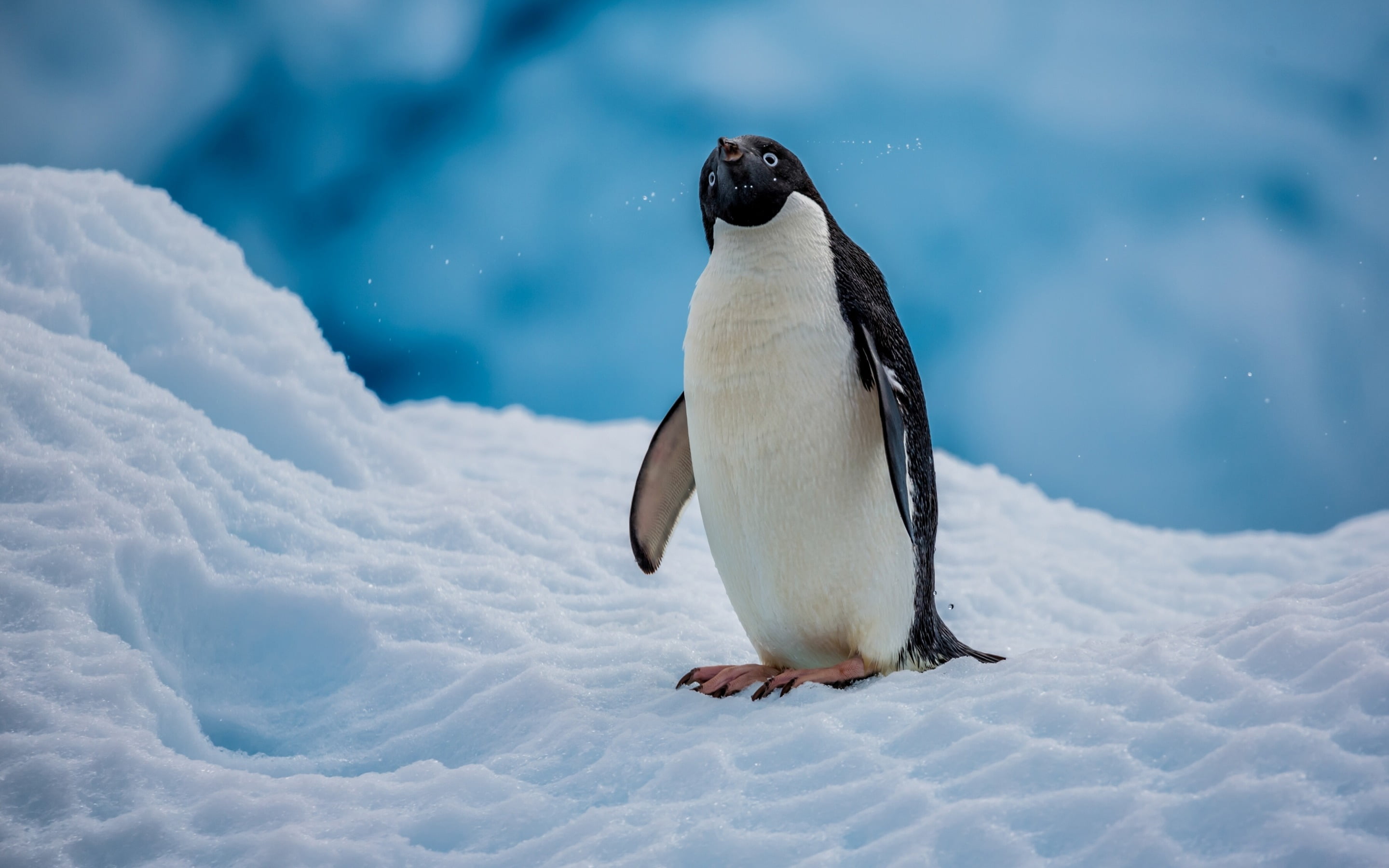 vertebrate, black, land, full length, animal themes, emperor, beauty in nature, one animal, Animals, cold temperature, bird, 2K, nature, animal wildlife, HD Wallpaper
