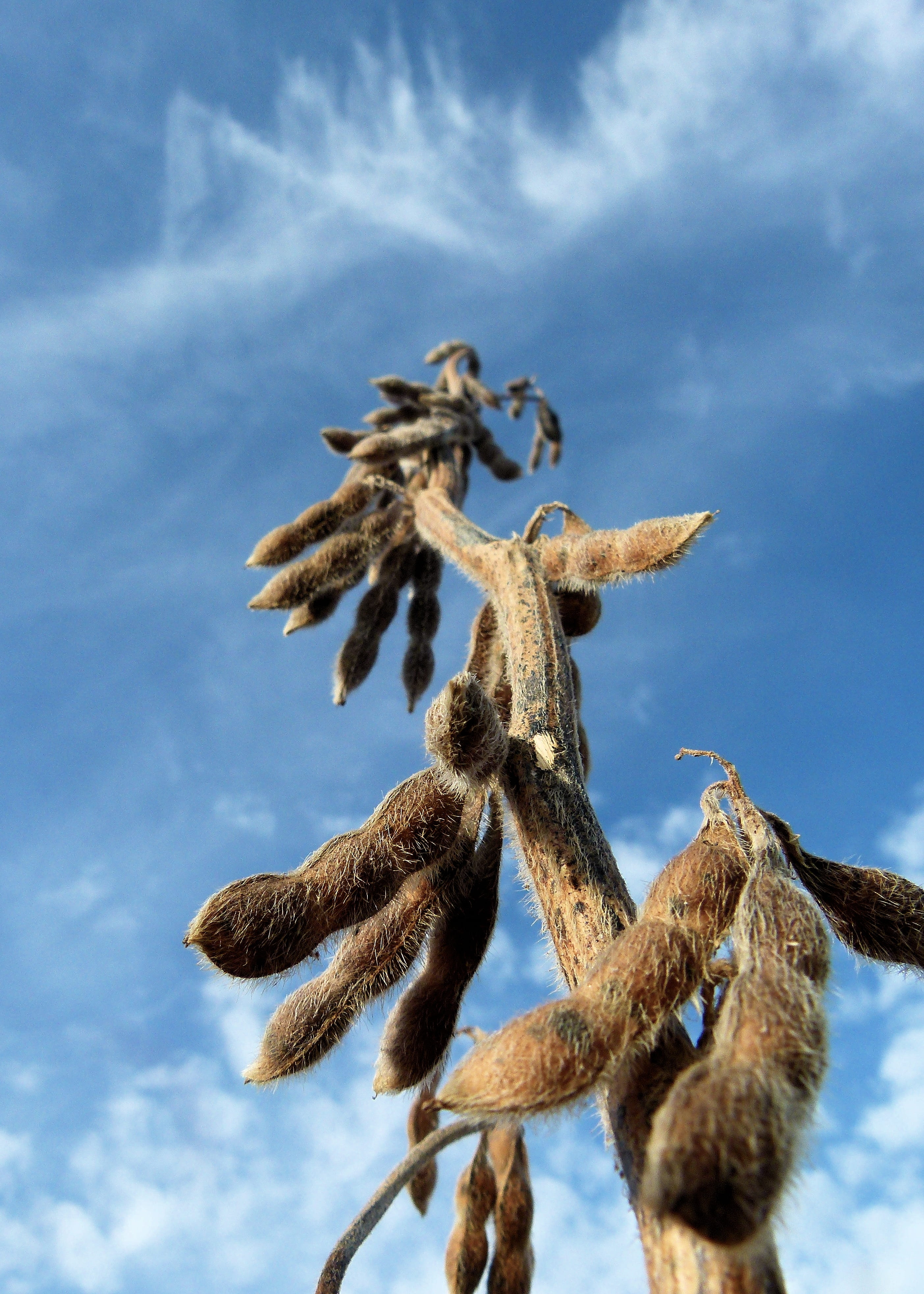 soy, sky, ripe, field, outdoors, low angle view, sunlight, 4K, soybeans, nature, harvest, plant, day, growth, close-up, dry, beans, brown, no people, plant stem, Phone HD Wallpaper