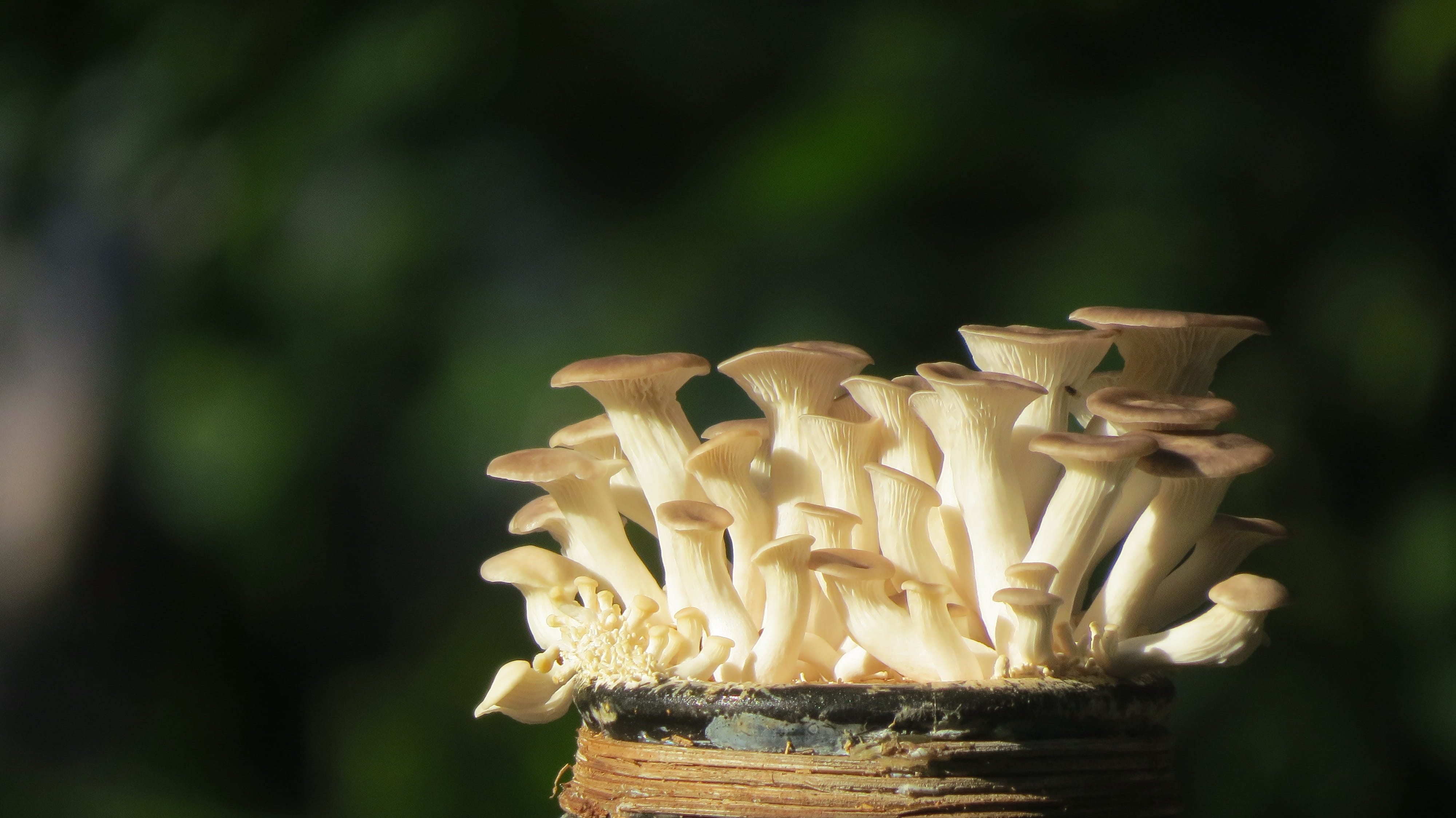 day, outdoors, vegetable, temptation, food, fungus, yeast abalone average, no people, food and drink, 4K, mushroom, freshness, still life, oyster mushroom bottle, HD Wallpaper