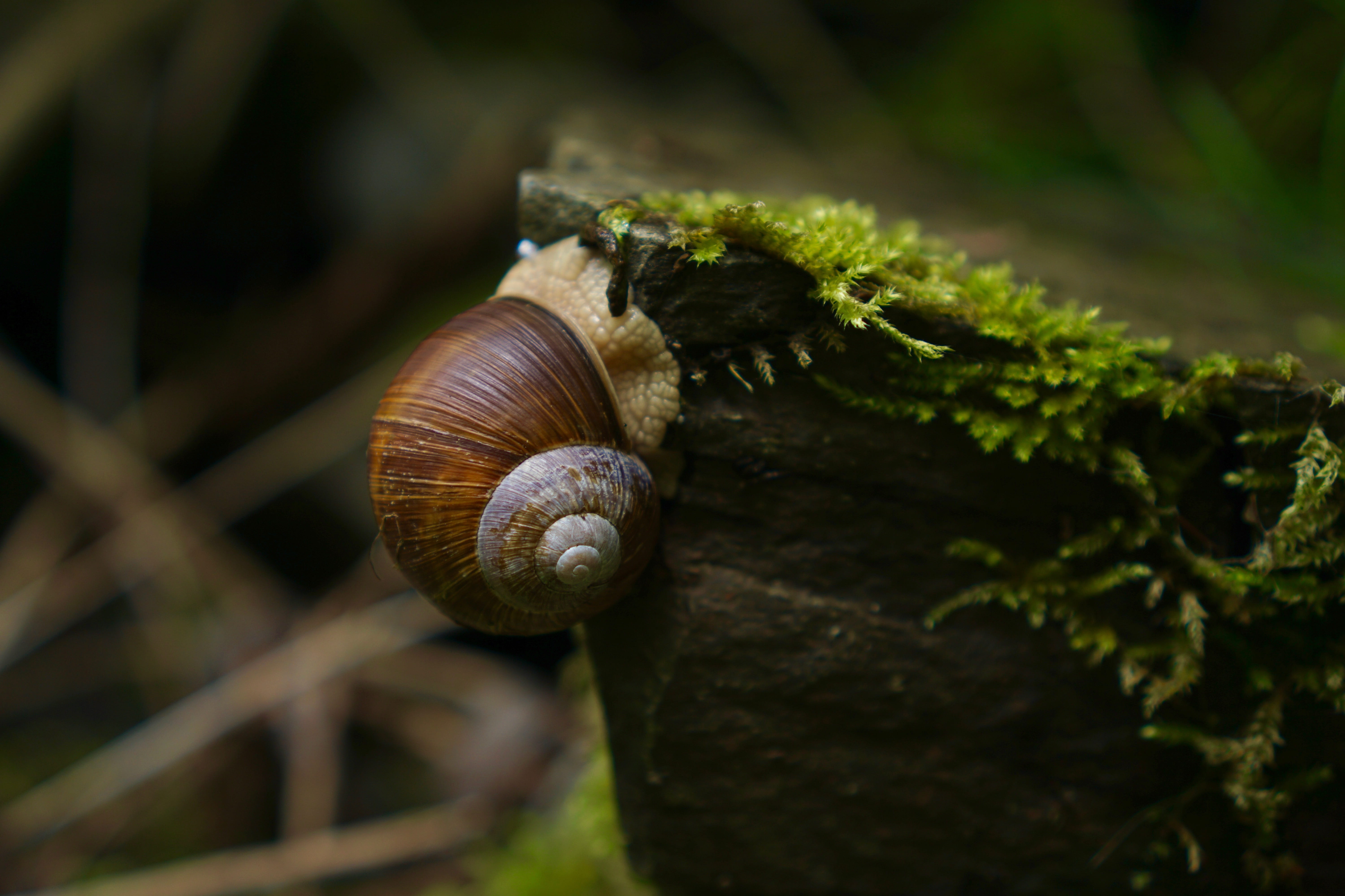 helix pomatia, animal, gastropod, land snail, selective focus, tree, 5K, day, brown, swabian oyster, animals in the wild, beige, close-up, mollusk, animal wildlife, HD Wallpaper