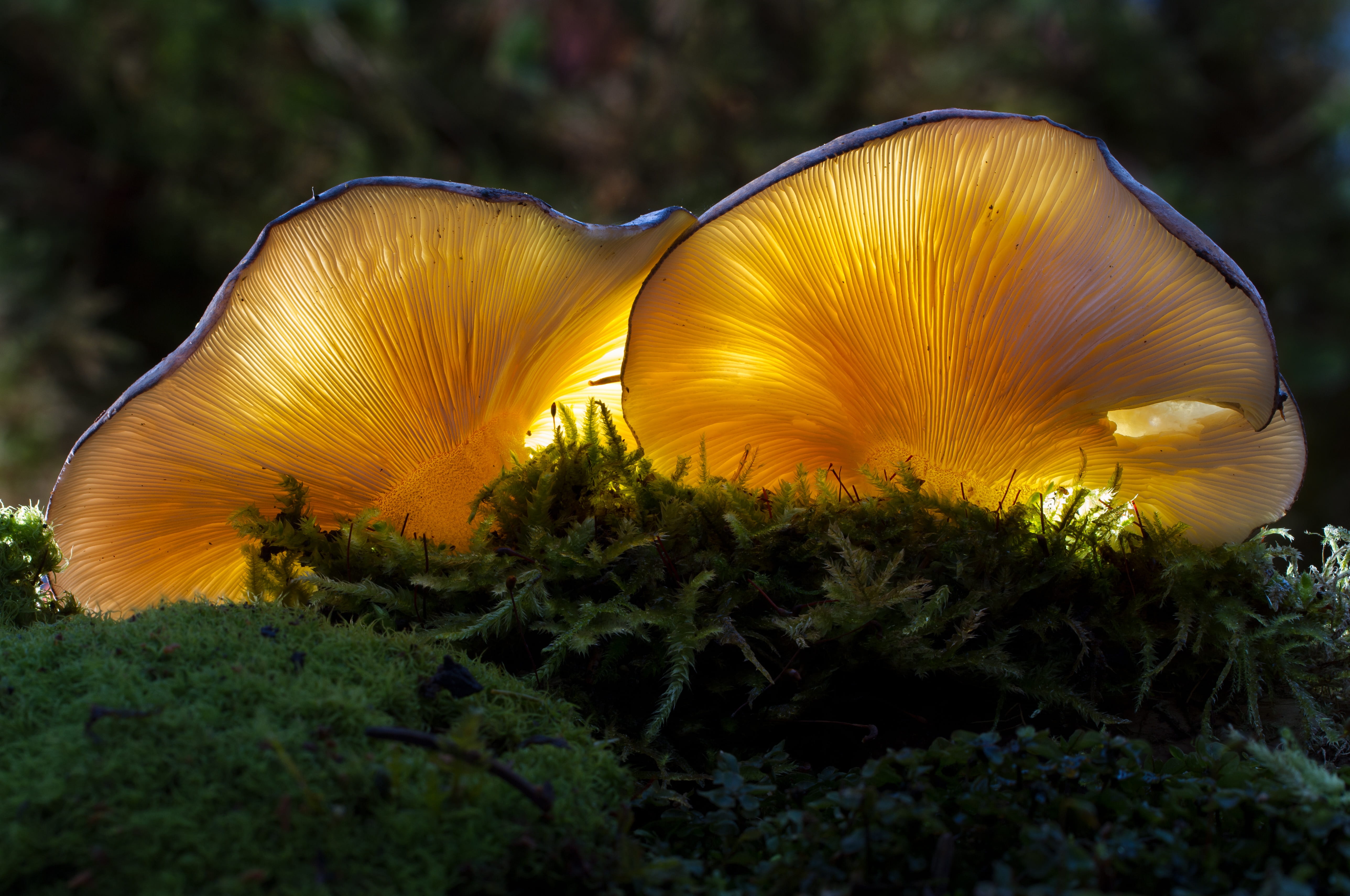 forest mushrooms, focus on foreground, land, illuminated, 5K, bright, food, animal themes, selective focus, animal wildlife, nature, animal, plant, moss, HD Wallpaper