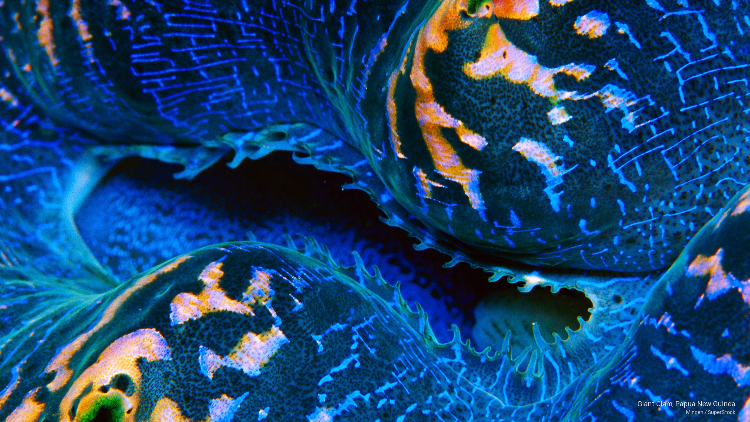 new, clam, giant, guinea, 2K, papua, Ocean Life, HD Wallpaper