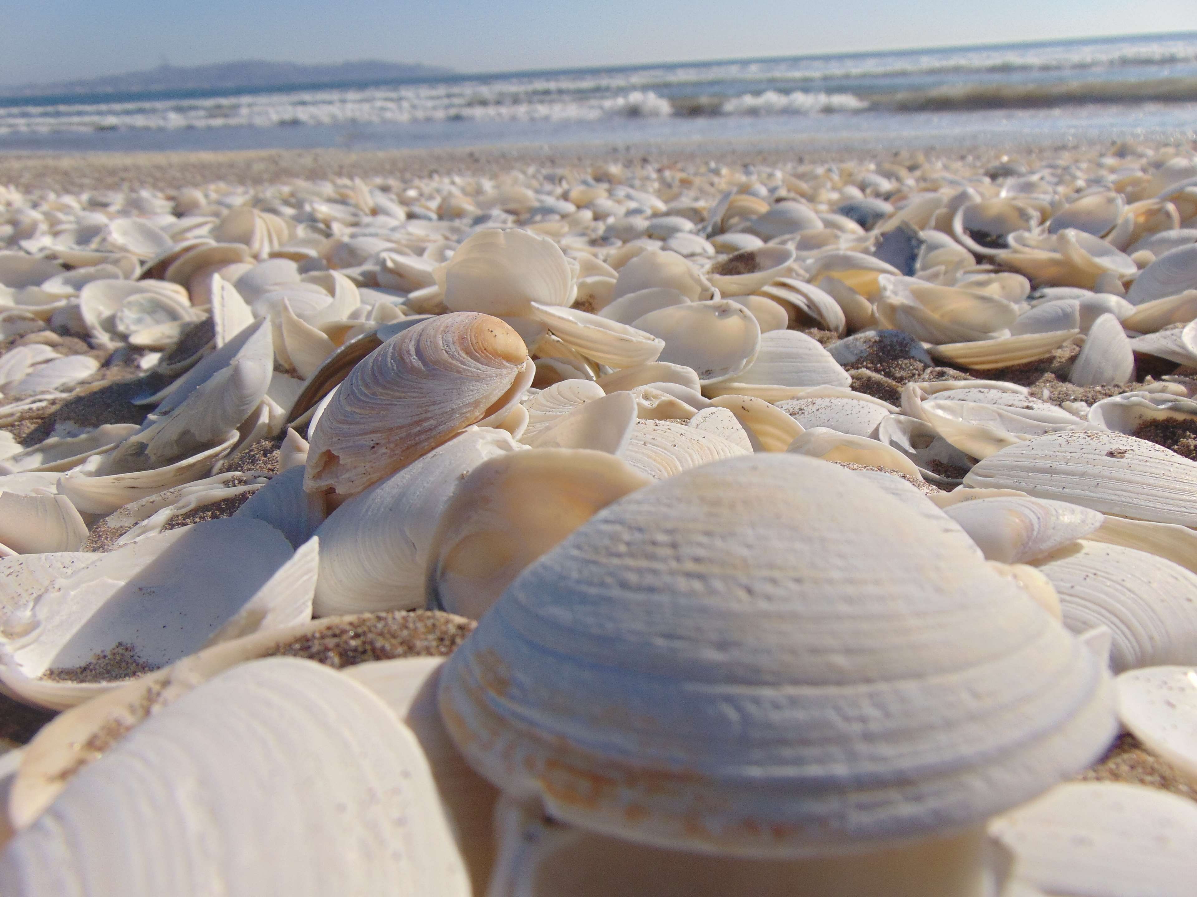 nature, day, abundance, sea, shell, surface level, beauty in nature, white color, water, 4K, beach, focus on foreground, sand, clams, land, food, large group of objects, HD Wallpaper