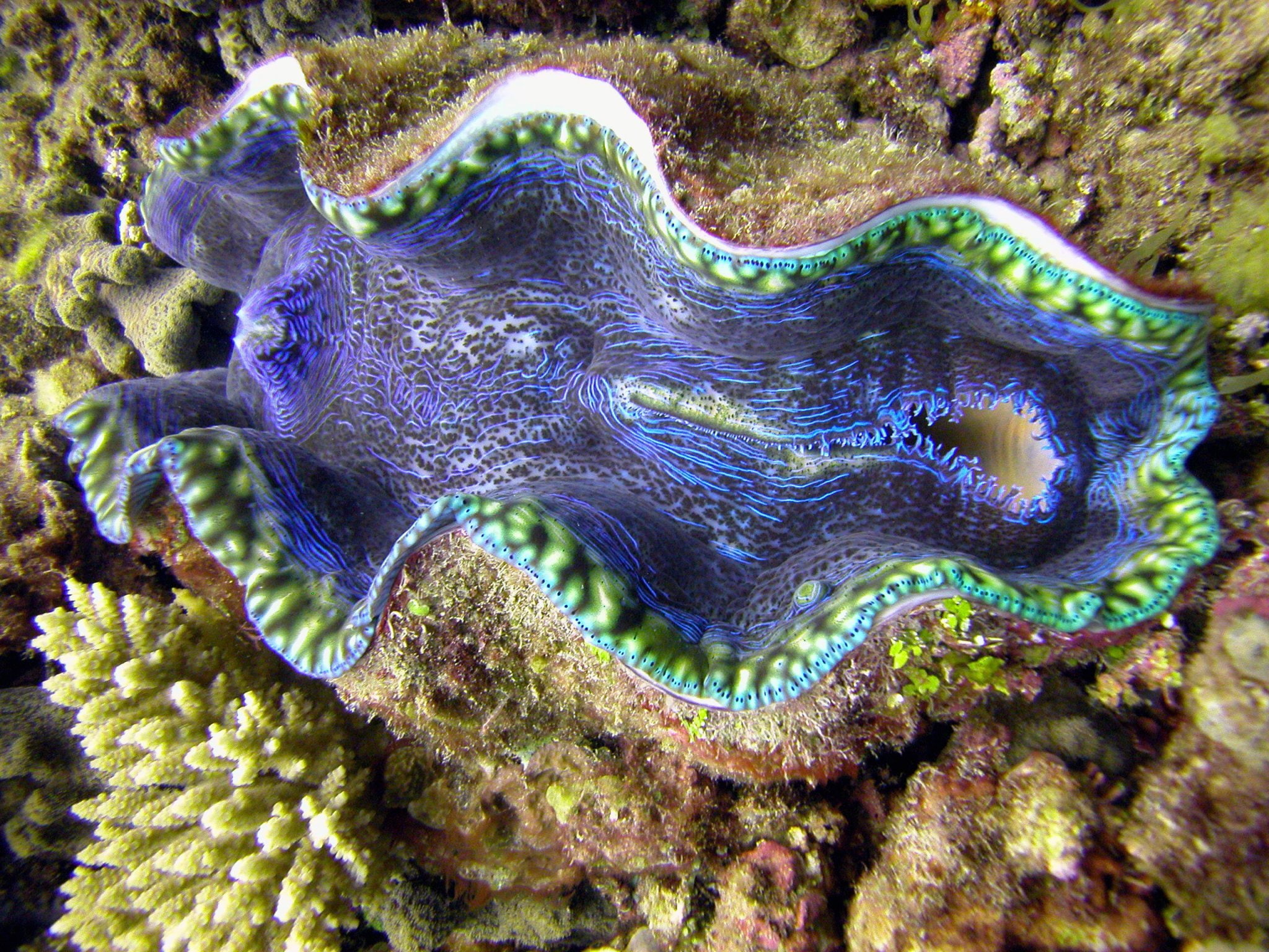 1080P, giant, clam, HD Wallpaper